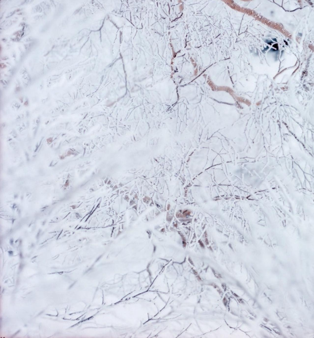 WHITE 11, H-434 – Risaku Suzuki, Nature, Snow, Forest, White, Winter, Japan, Art For Sale 3