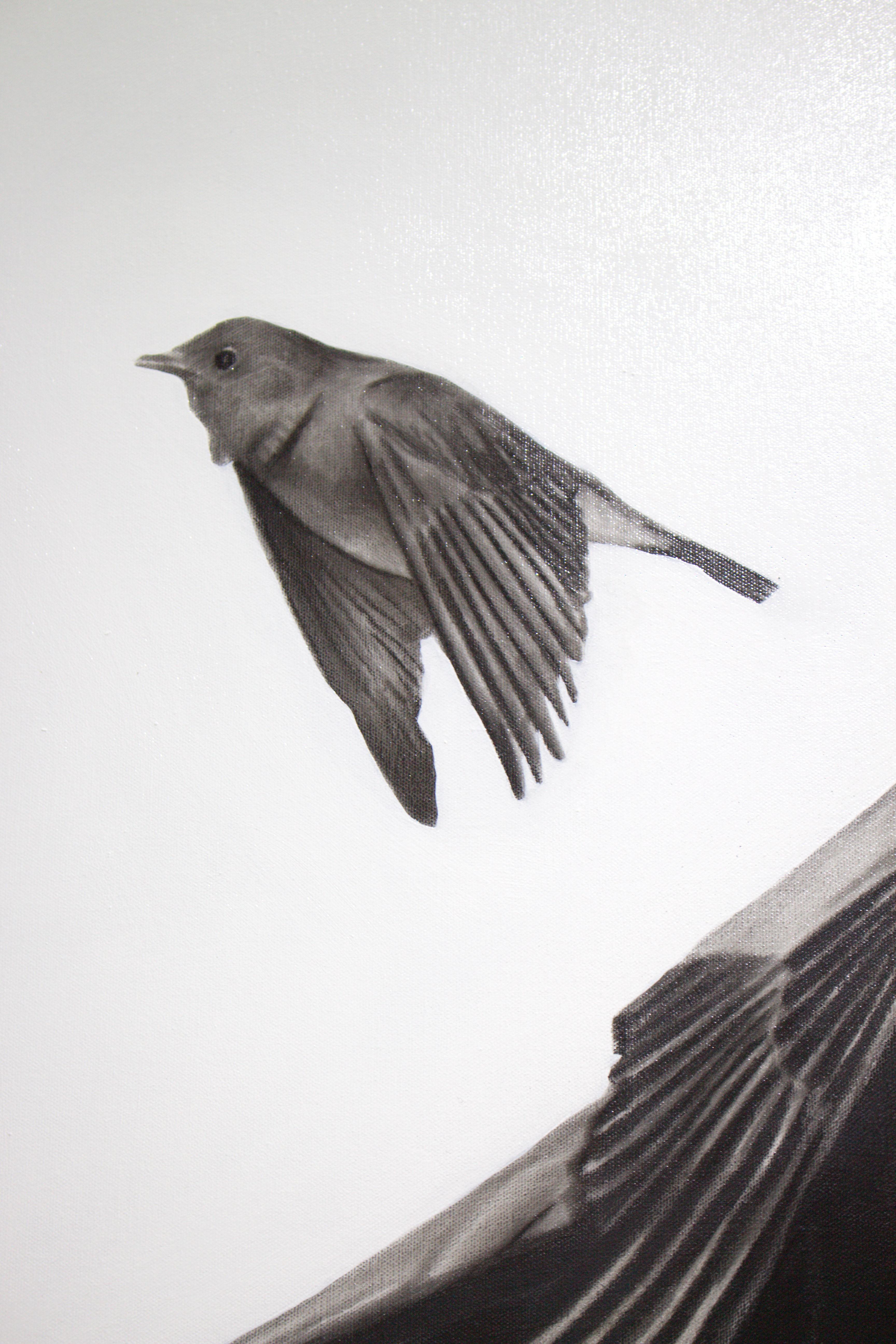 Oiseaux blessés en vente 6