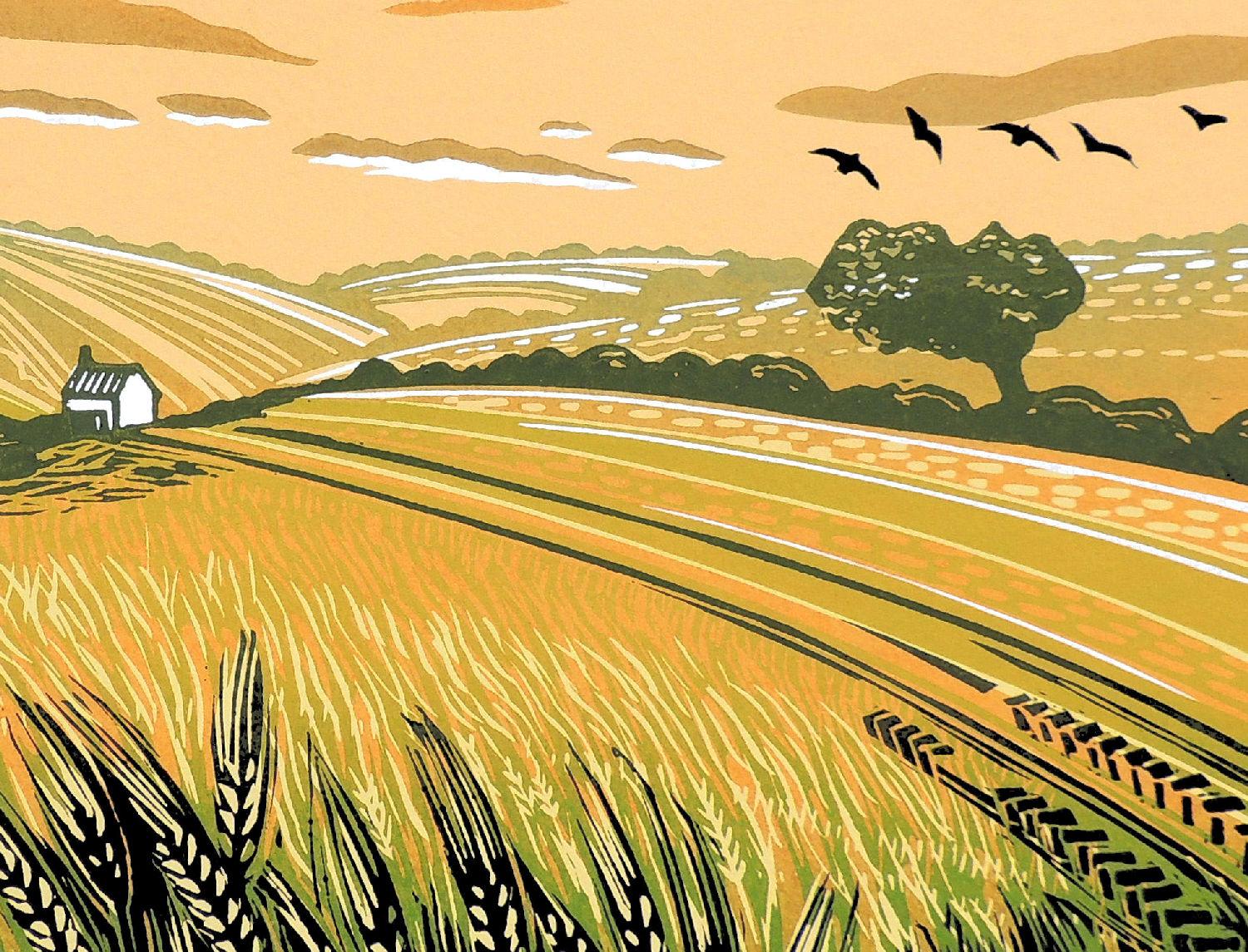 The first crop to ripen is usually the barley. Hares can be seen running through it as it gives good cover for them. You need a keen eye to see these fast creatures, but a glance at them is always rewarding.

ADDITIONAL INFORMATION:
Running Through