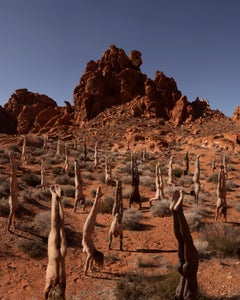 Photographie "Human Garden" 23,5" x 16,5" pouces Édition de 36 par Rob Woodcox