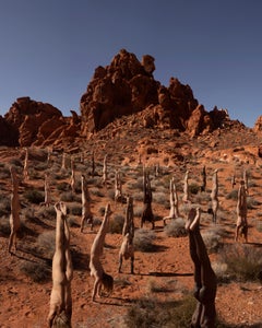 Used "Human Garden" Photography 40" x 30" inch Edition of 24 by Rob Woodcox