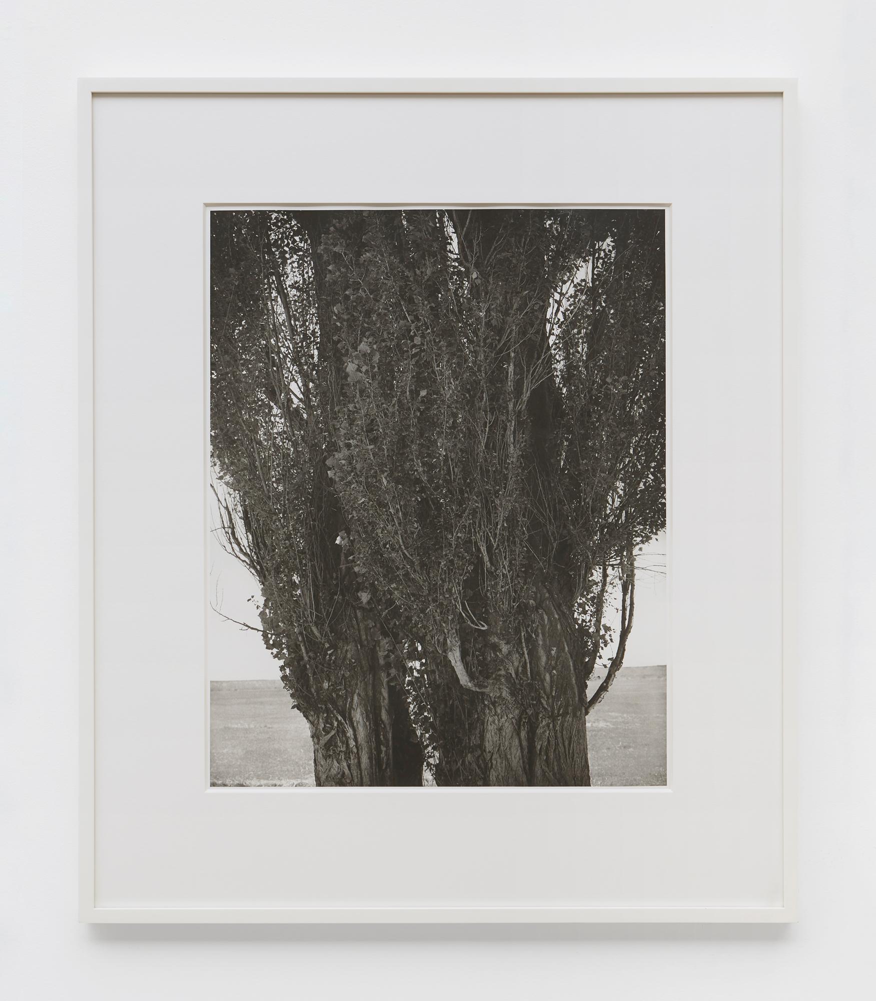 Condado de Harney, Oregón - Landscape Print Gris de Robert Adams