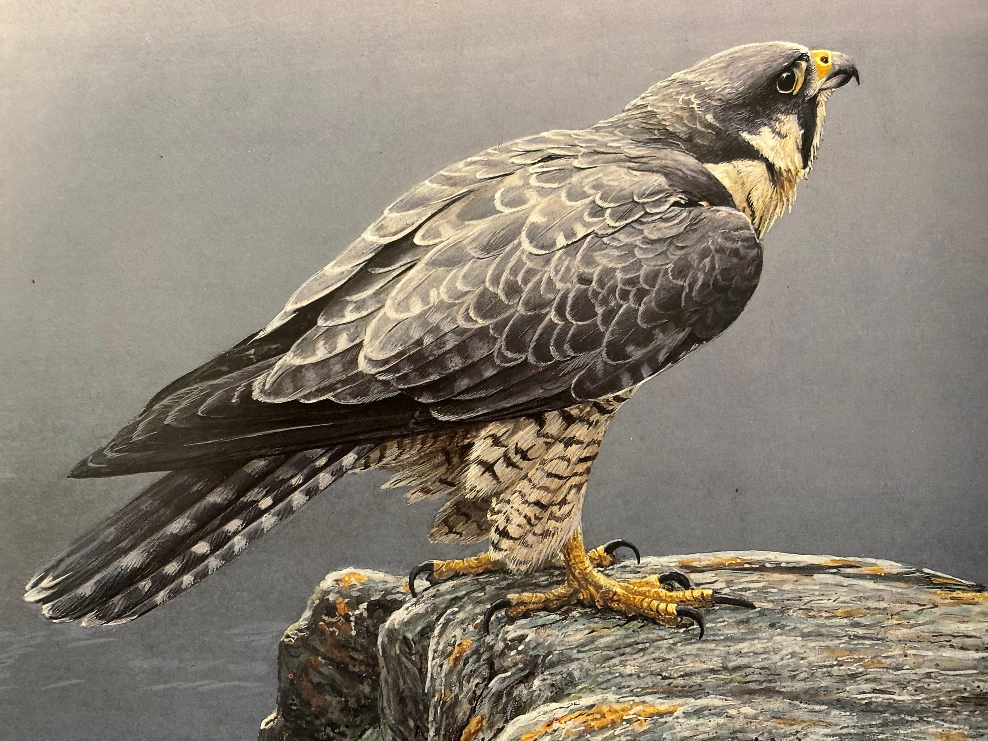 Rustico Robert Bateman, un artista della natura in vendita