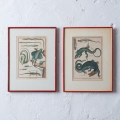 Robert Bénard - Lizard Engravings, c.1798