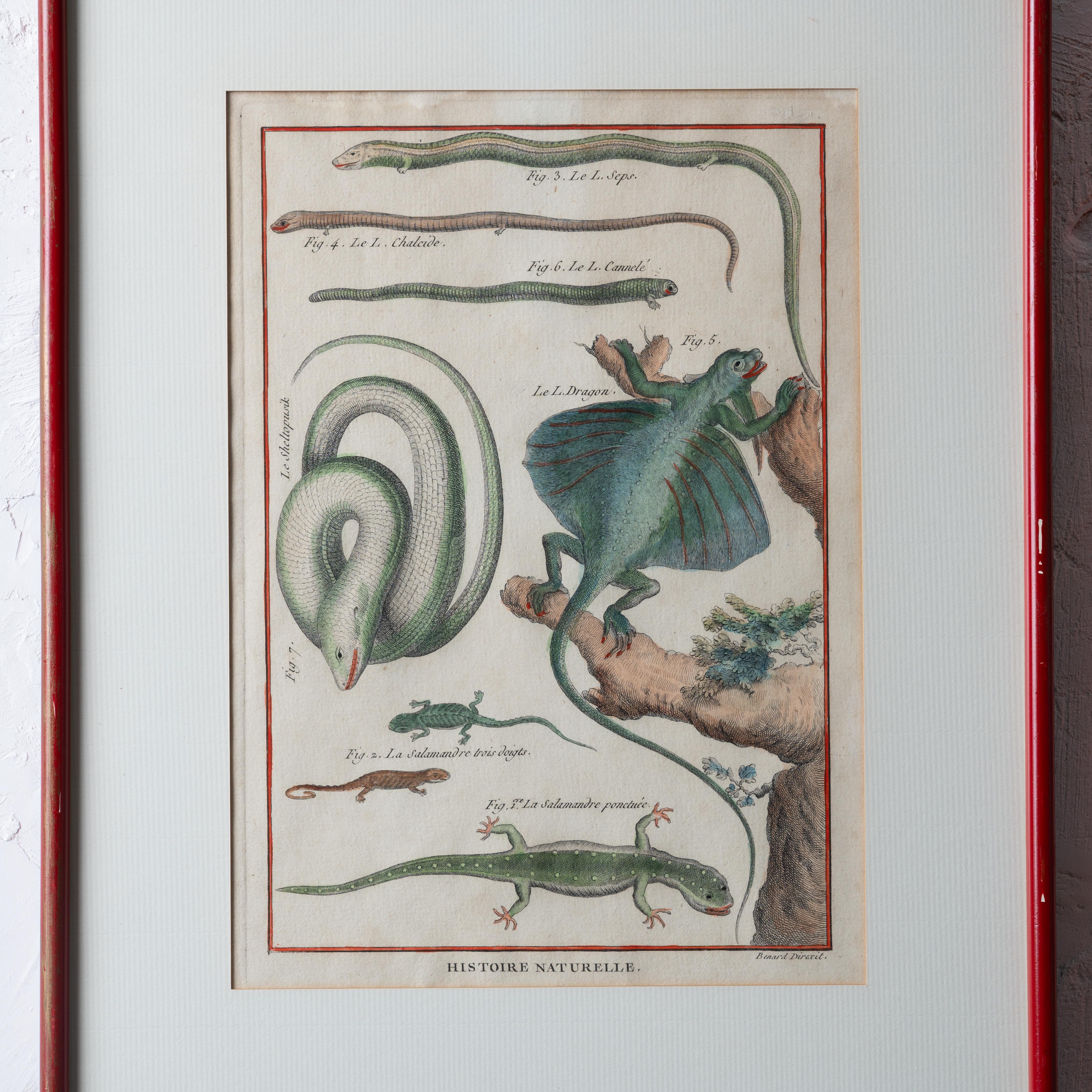 Robert Bénard - Eidechsengravuren, um 1798 im Angebot 1