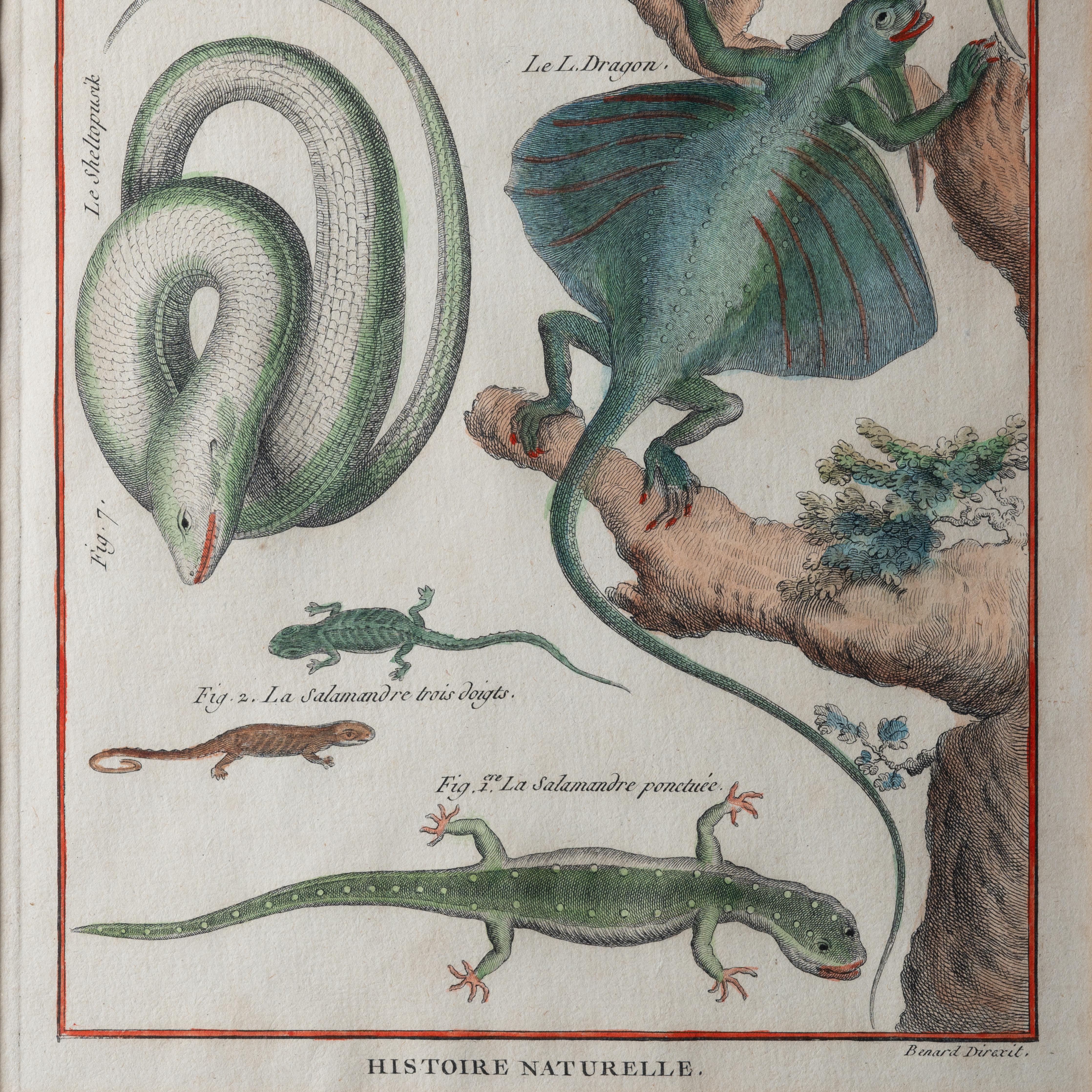 Robert Bénard - Eidechsengravuren, um 1798 im Angebot 2