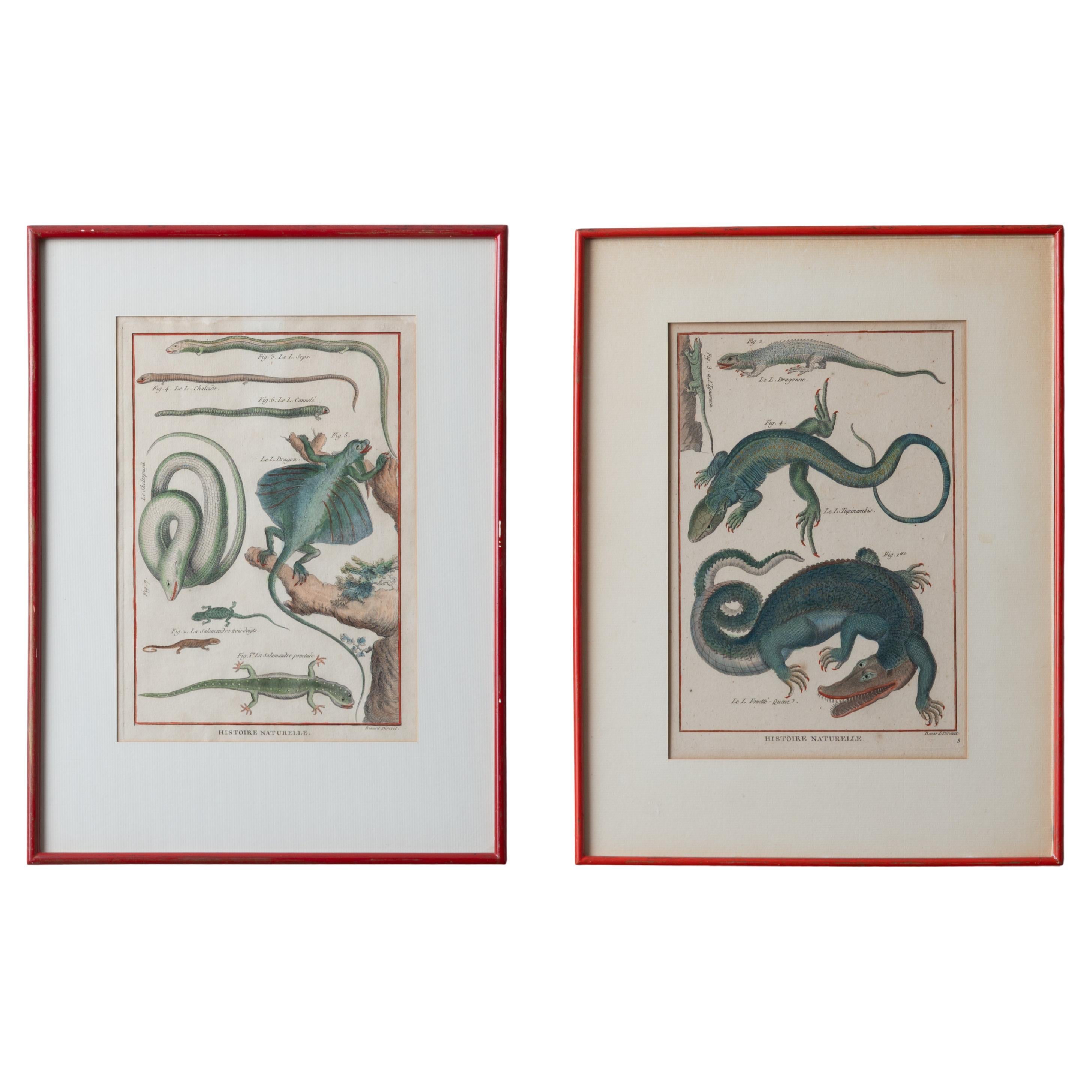 Robert Bénard - Lizard Engravings, c.1798