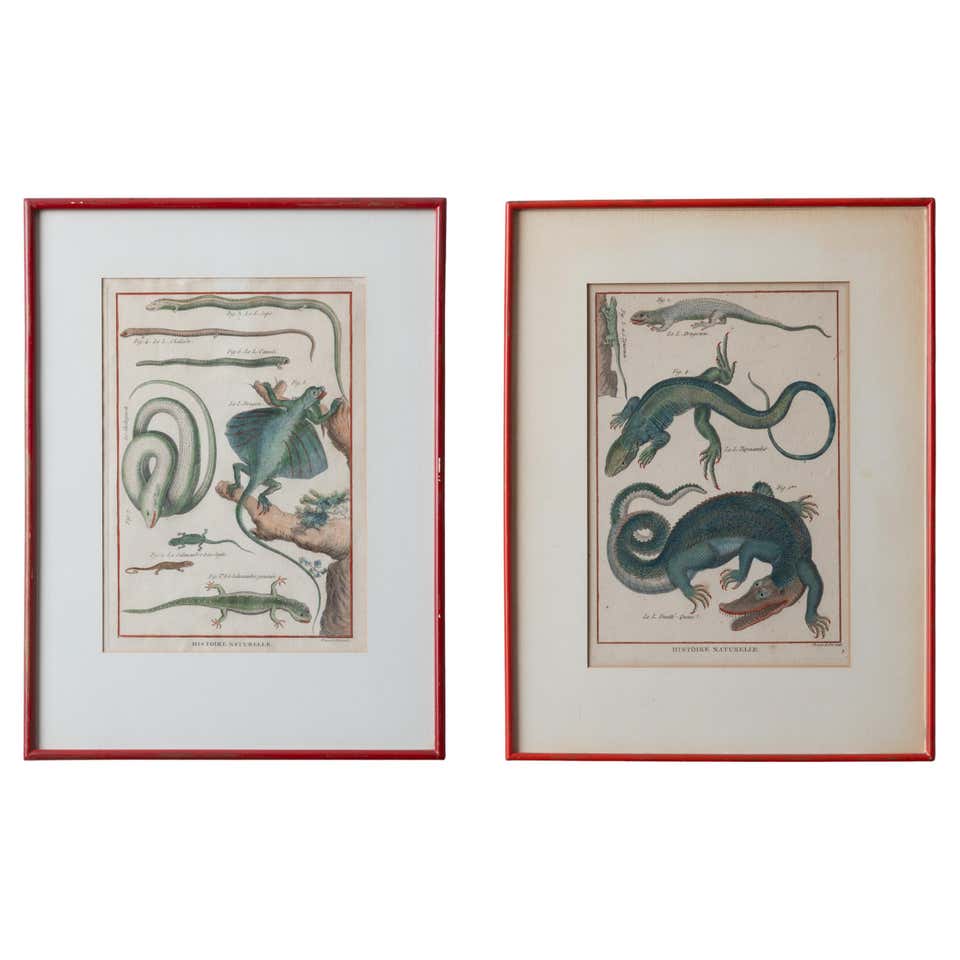 Antique Zoological Engravings of Reptiles, Fish and Insects, c.1800 For ...