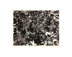 "TREE BRANCHES"