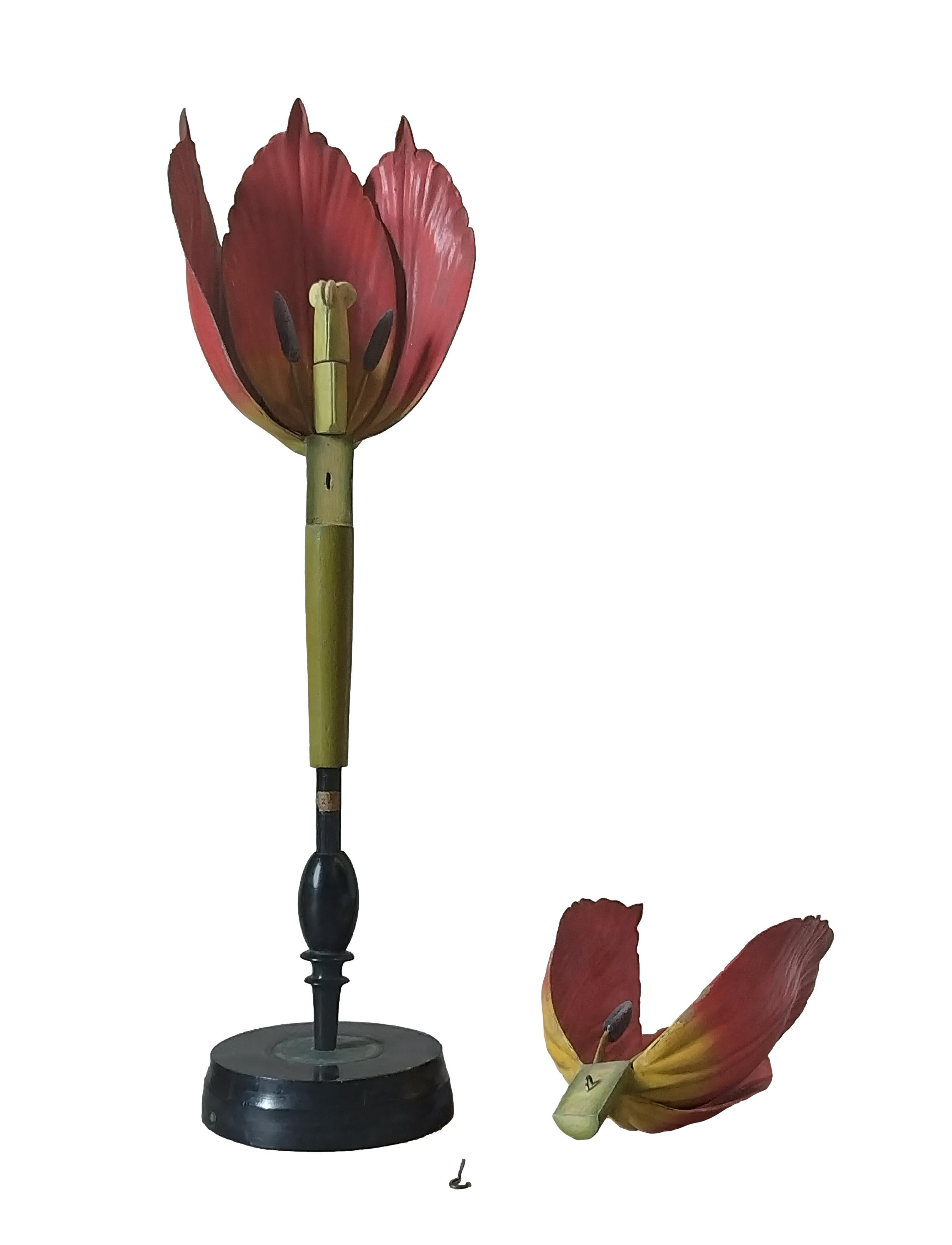 Robert Brendel's botanisches Modell „Tulip Generiana“, Deutschland 1900er Jahre im Angebot 4