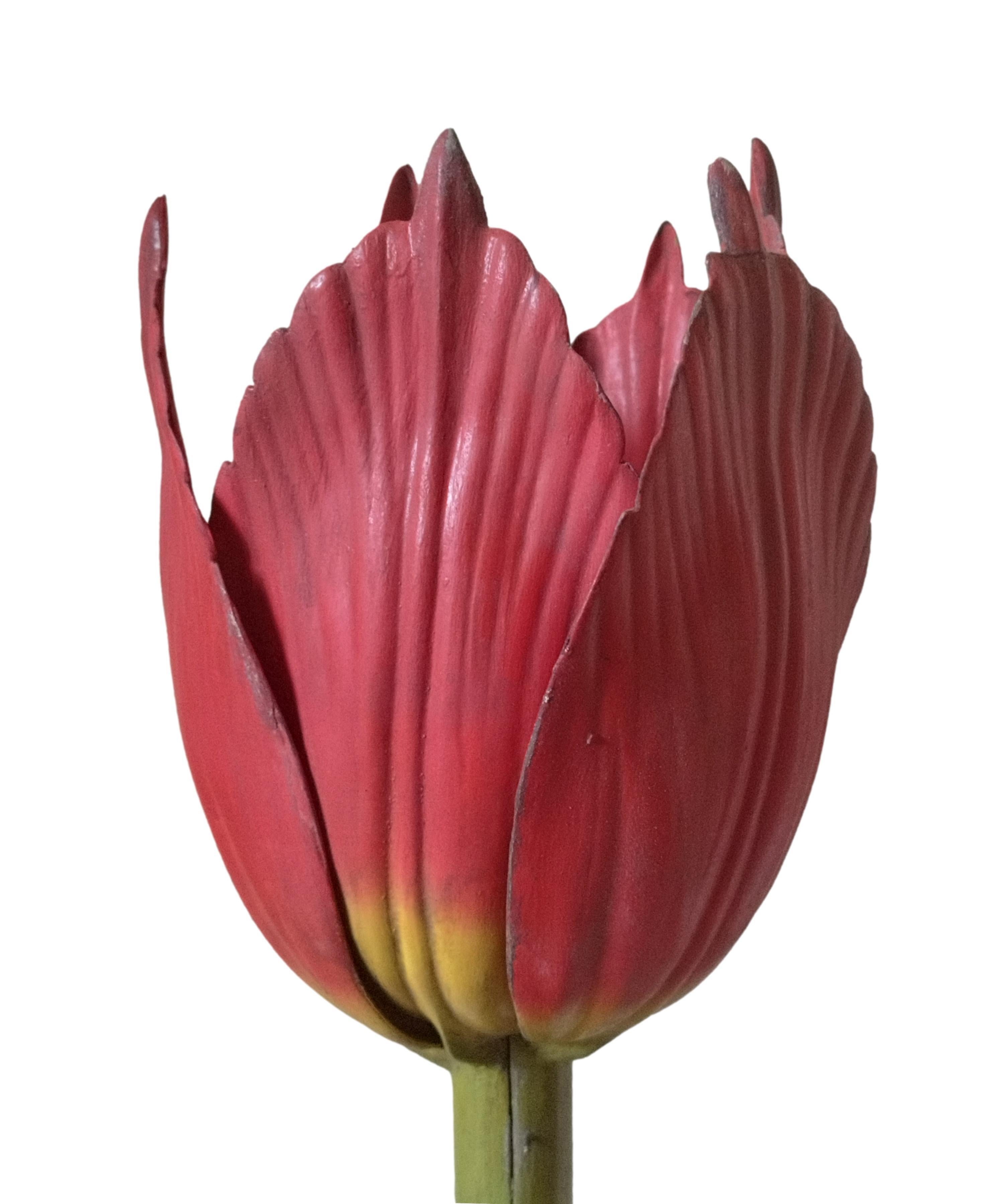 Mid-Century Modern Modèle botanique de Robert Brendel « Tulip Generiana », Allemagne, années 1900 en vente