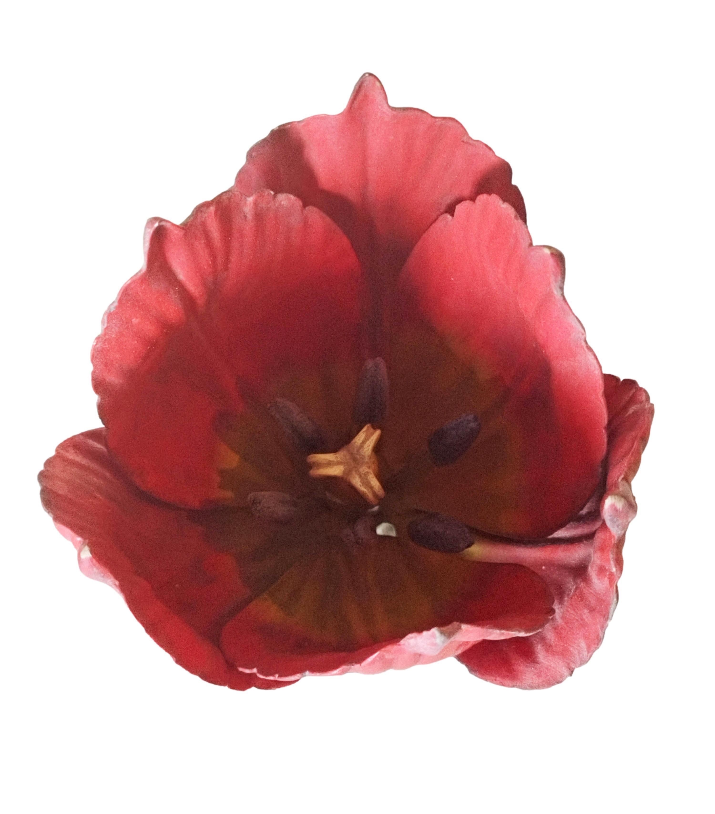Allemand Modèle botanique de Robert Brendel « Tulip Generiana », Allemagne, années 1900 en vente