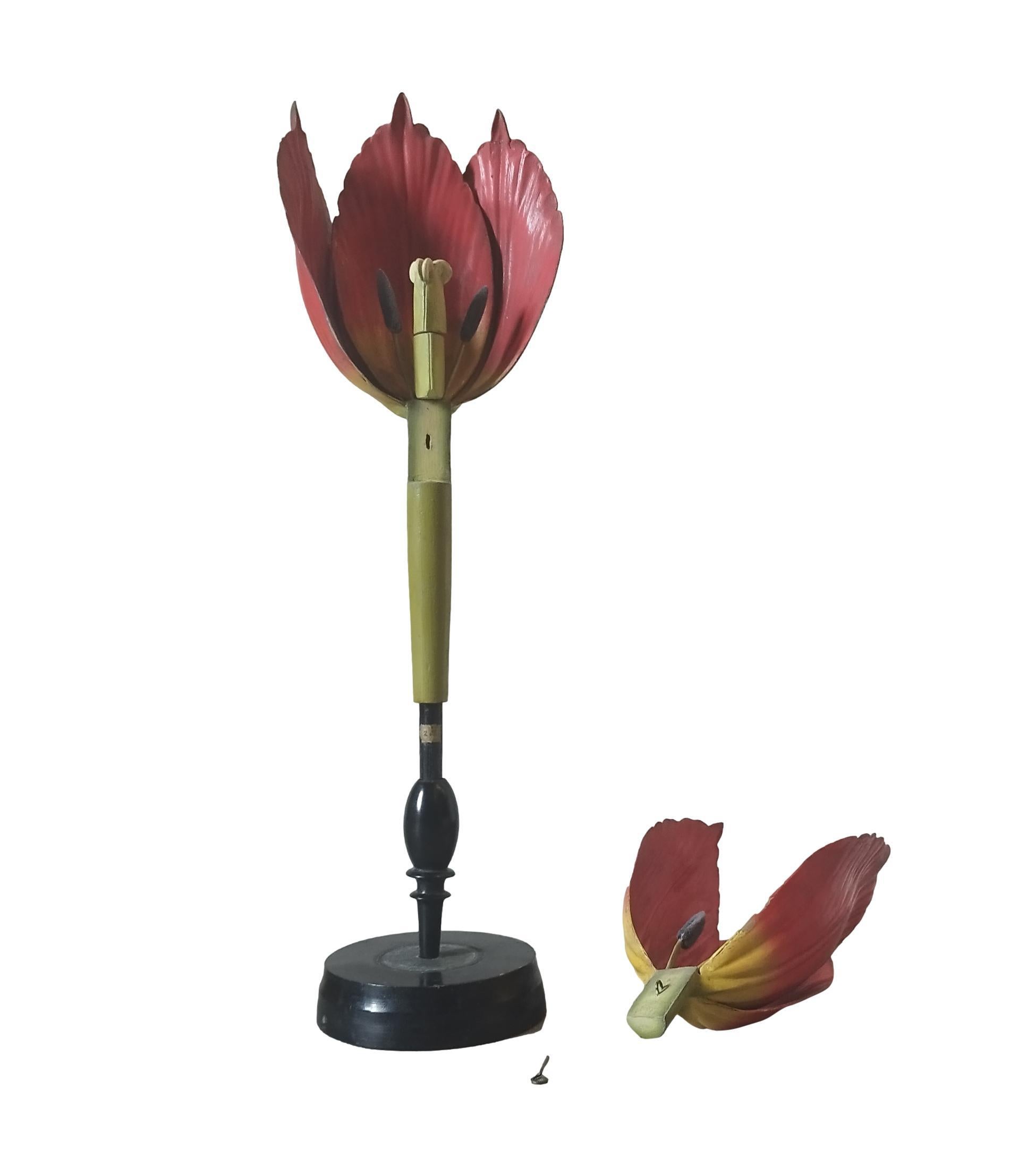 Robert Brendel's botanisches Modell „Tulip Generiana“, Deutschland 1900er Jahre (Holz) im Angebot