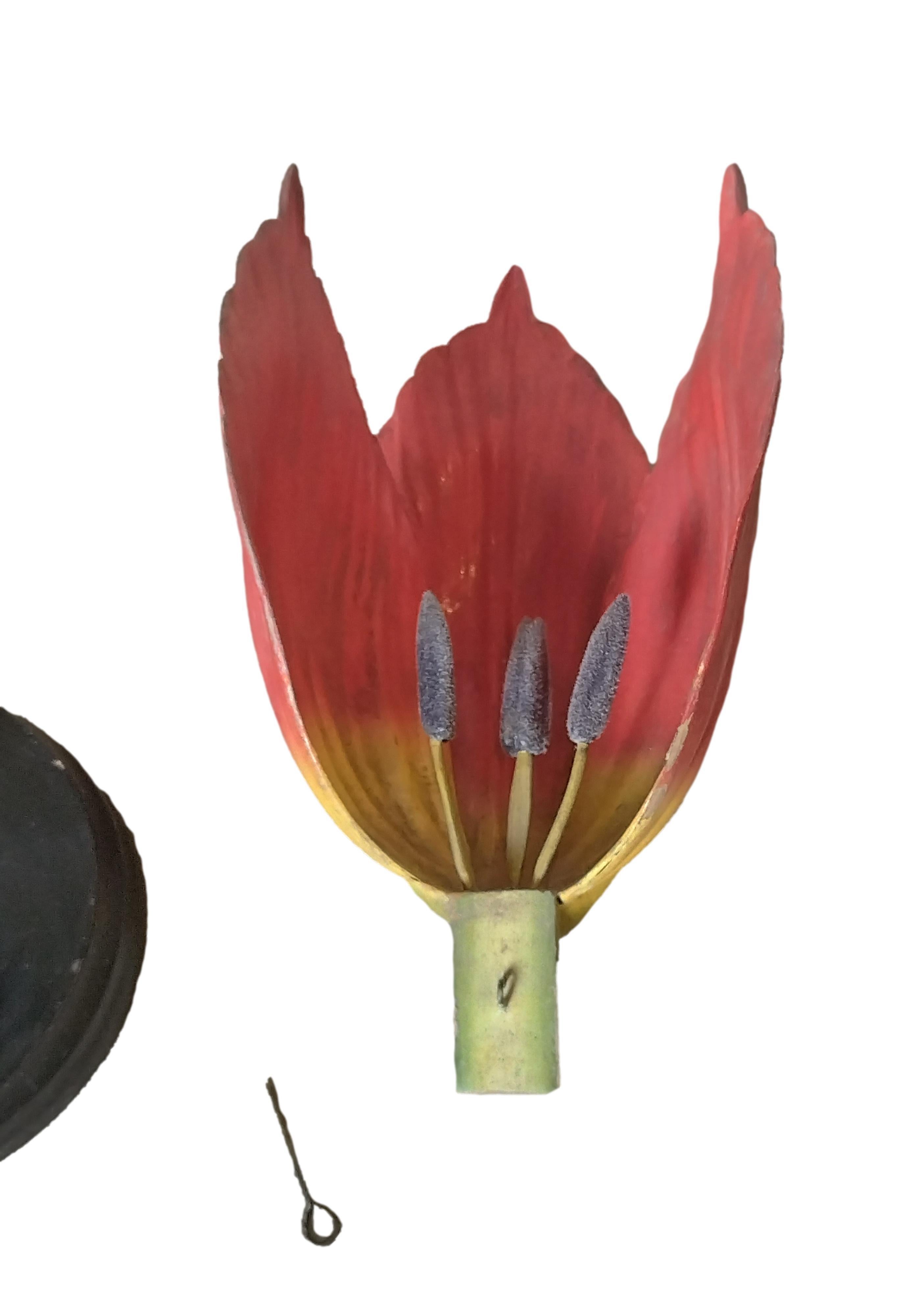 Modèle botanique de Robert Brendel « Tulip Generiana », Allemagne, années 1900 en vente 1