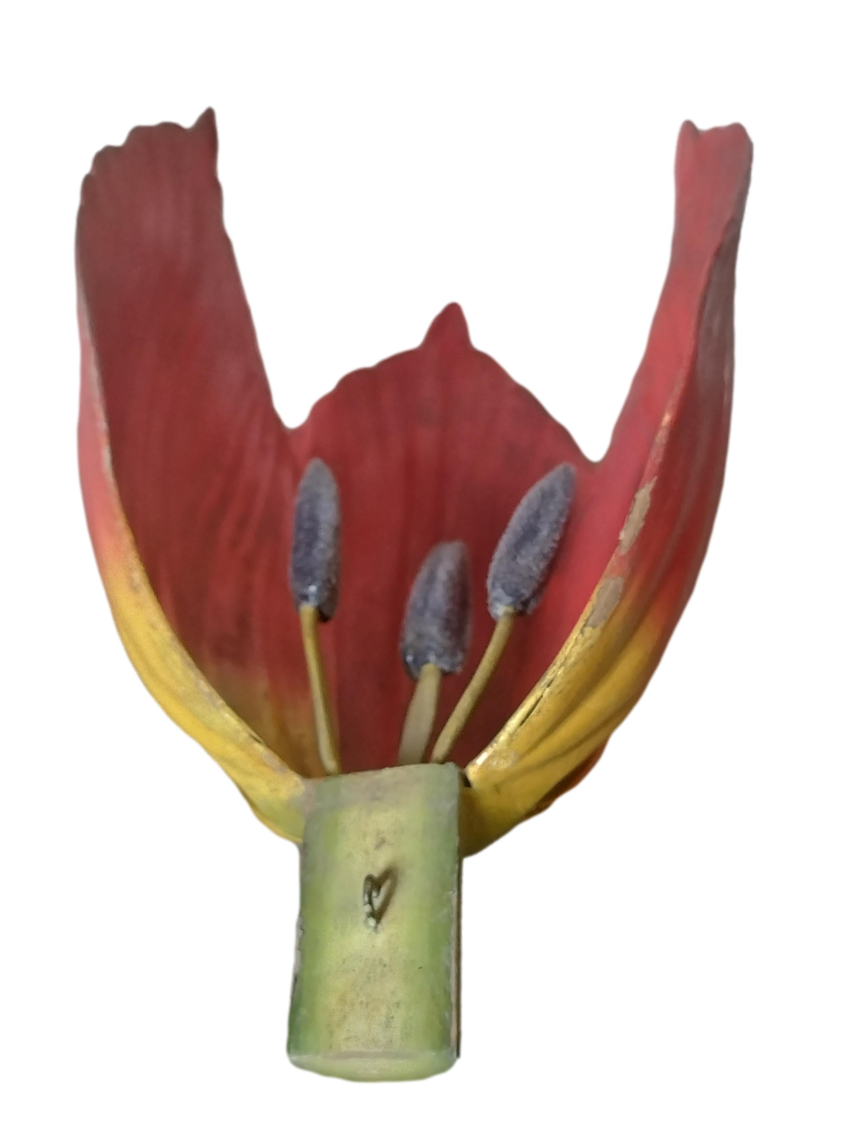 Modèle botanique de Robert Brendel « Tulip Generiana », Allemagne, années 1900 en vente 2