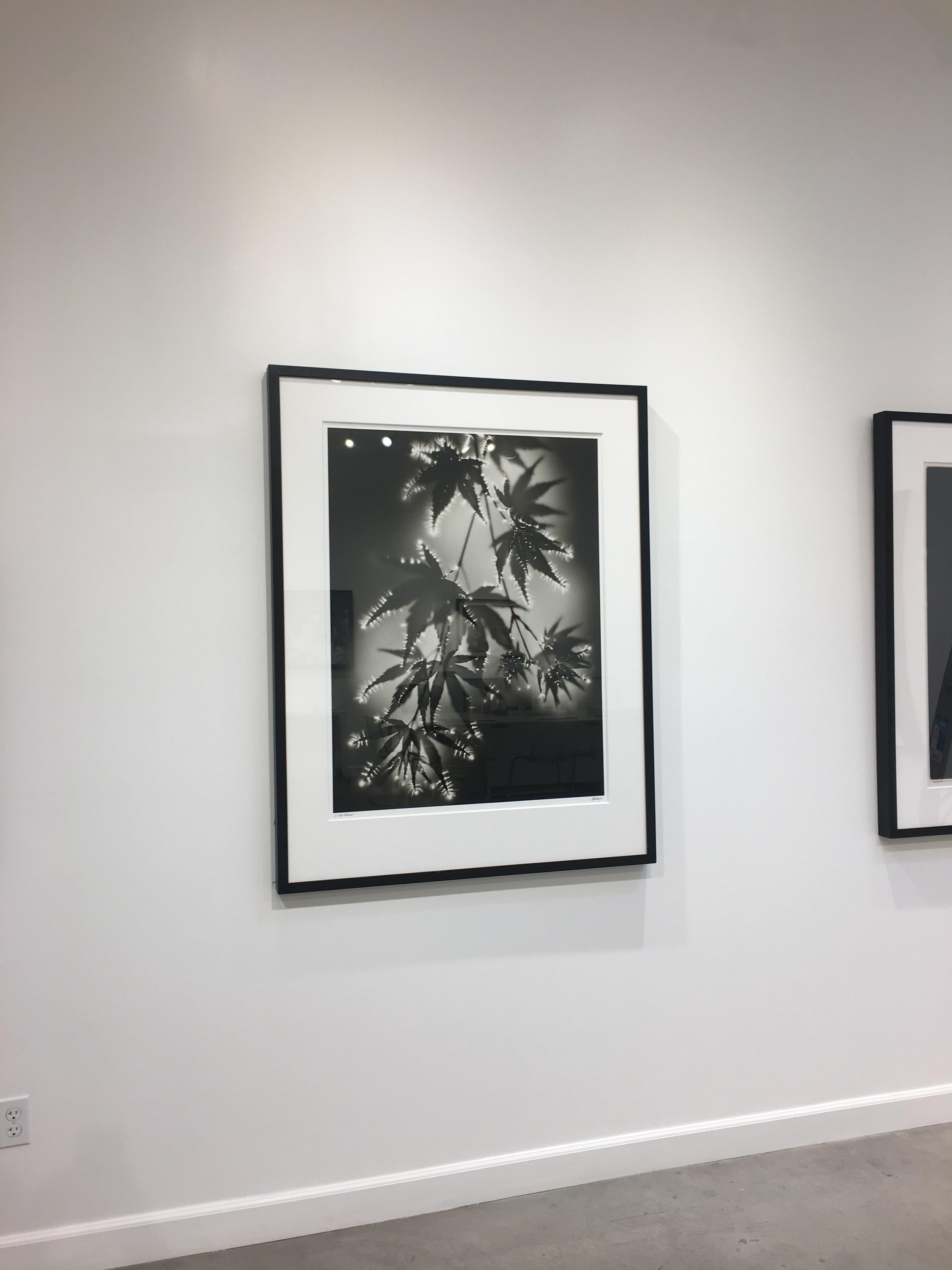 A Gift Returned, black and white, photography, photogram, plants, framed - Contemporary Photograph by Robert Buelteman