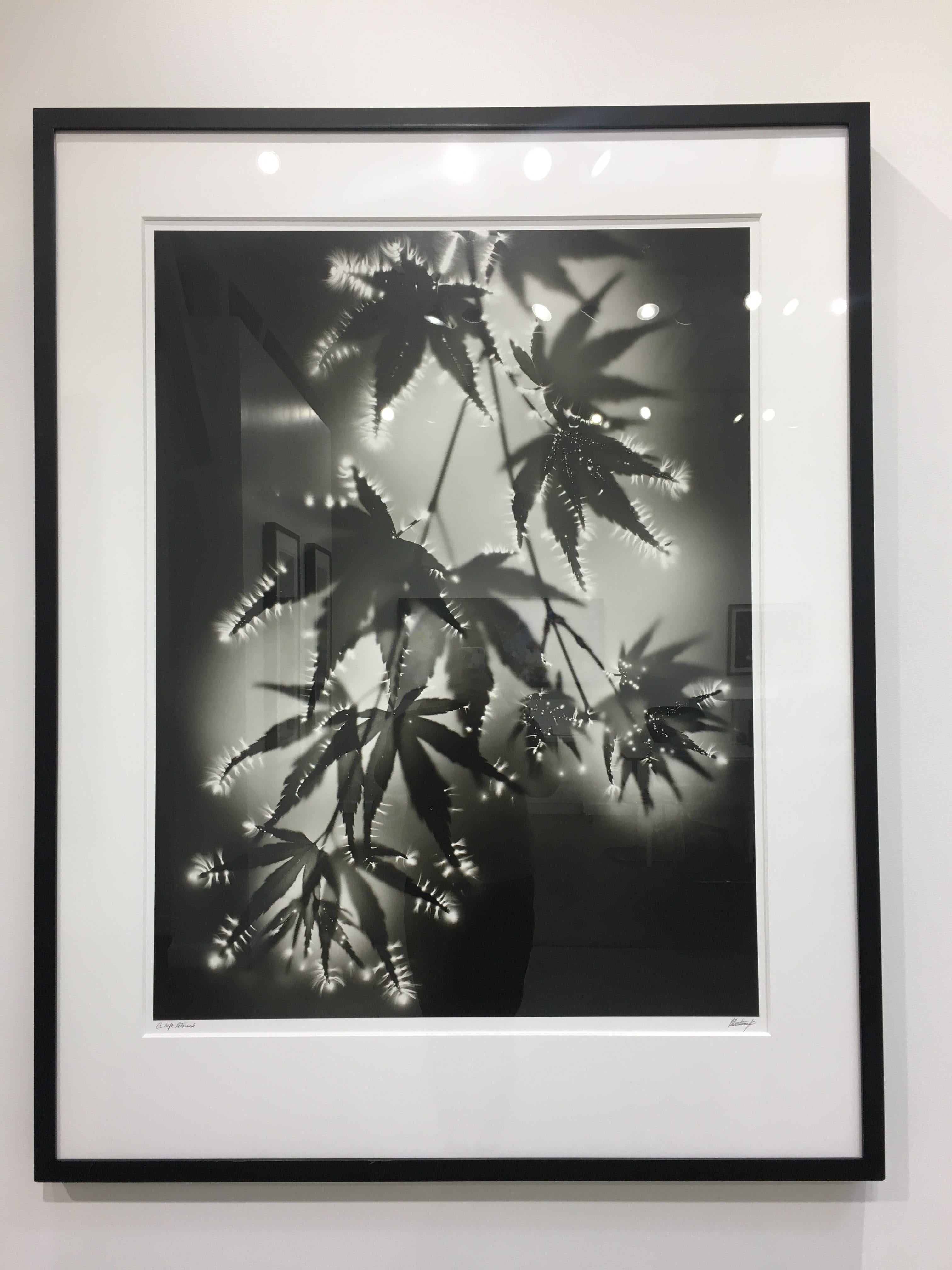 A Gift Returned, black and white, photography, photogram, plants, framed - Black Black and White Photograph by Robert Buelteman