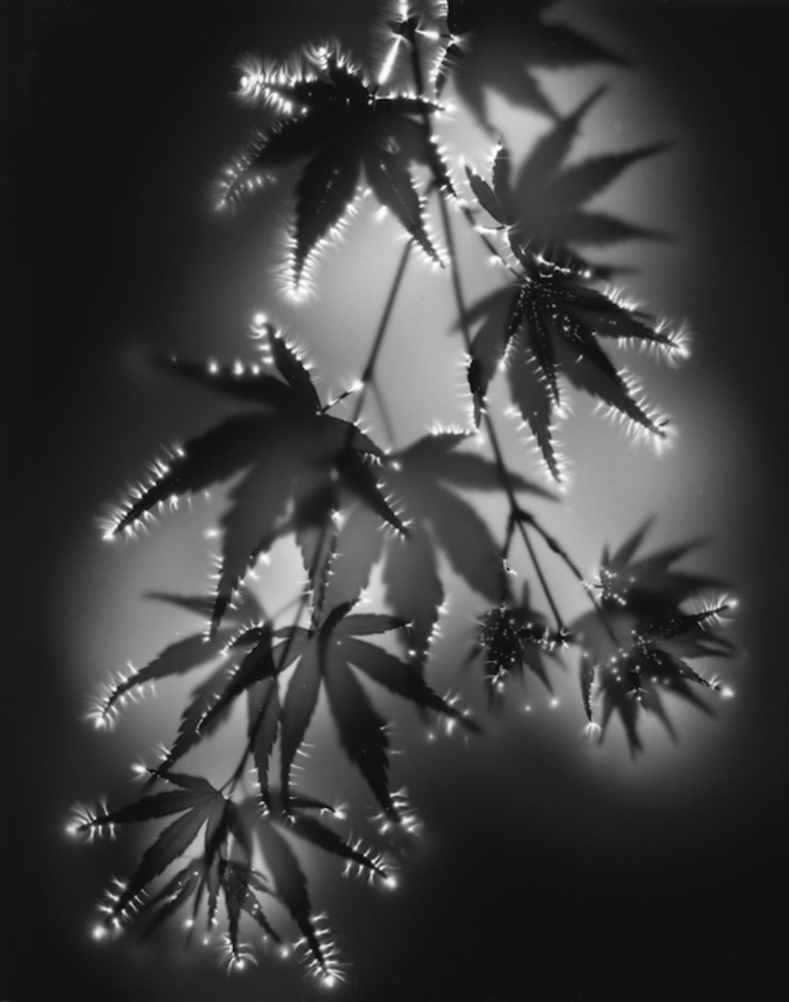 Robert Buelteman Black and White Photograph - A Gift Returned, black and white, photography, photogram, plants, framed