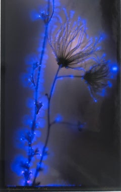 "Apache Plume" by Robert Buelteman, Chromogenic development print, 2005