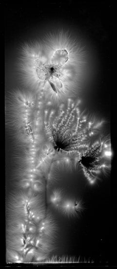 Apache Plume, Robert Buelteman, photogram, flora, photography, black and white