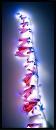 "Firecracker Penstemon" by Robert Buelteman, Cameraless photographic print, 2004