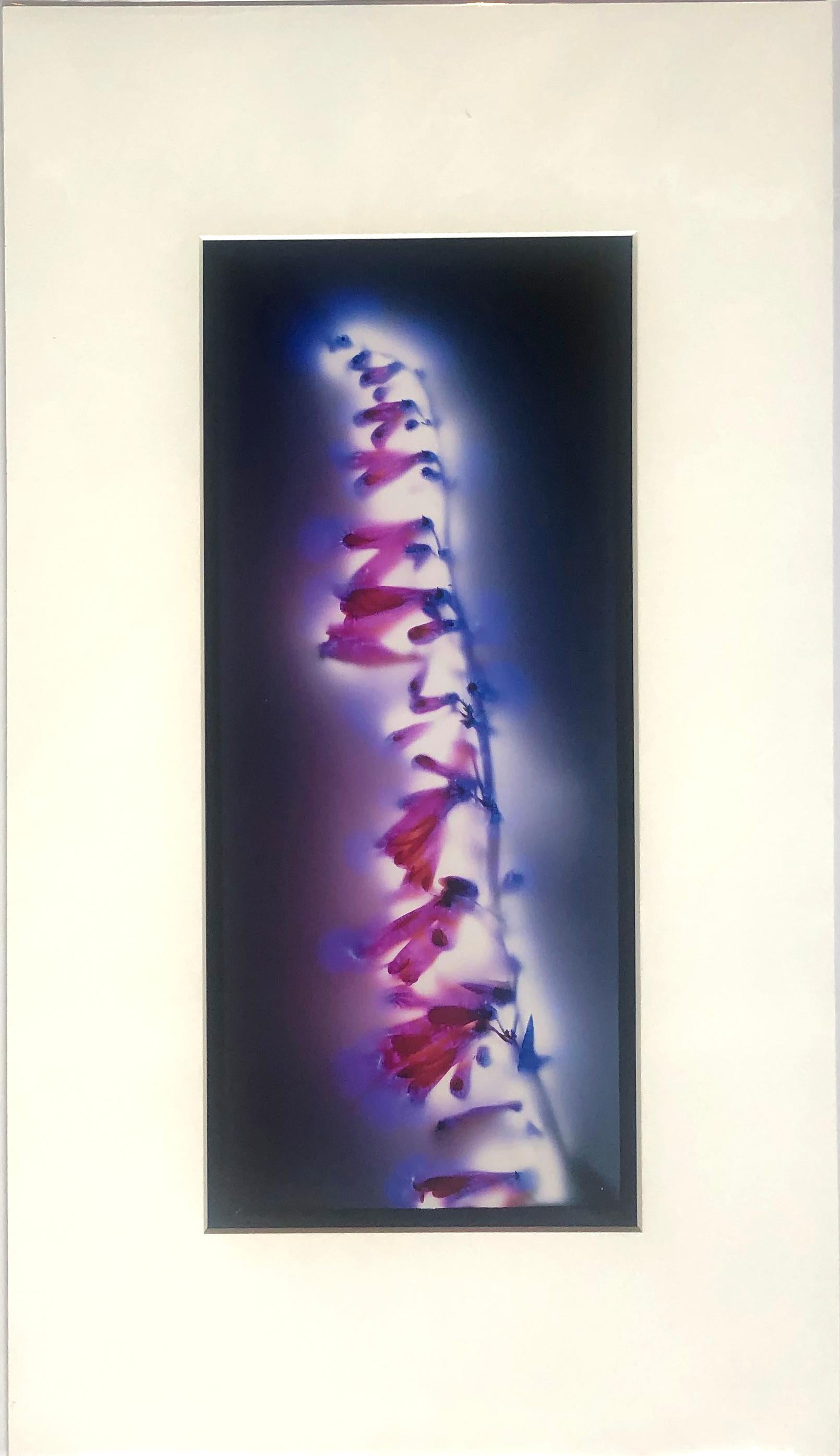 A cameraless photographic print of a Firecracker Penstemon flower in fiery pink, purple, and blue by acclaimed photographer Robert Buelteman. Buelteman, originally a traditional landscape photographer, sought to expand the photographic tradition and
