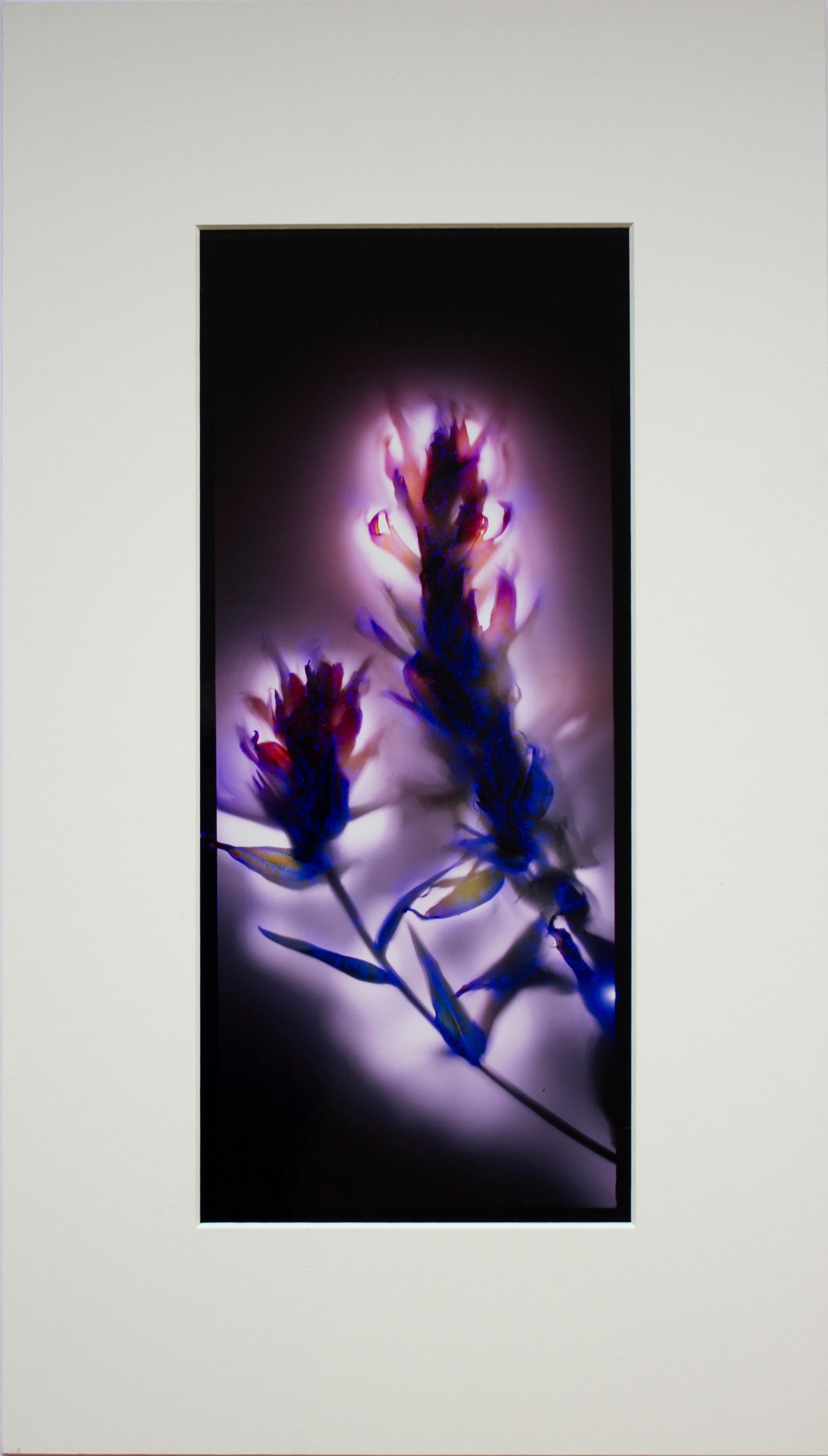 A vertical cameraless photographic print of an Indian Paintbrush flower in brilliant purple, pink, and white by Robert Buelteman. Buelteman, originally a traditional landscape photographer, sought to expand the photographic tradition and capture the
