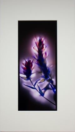 "Indian Paintbrush" by Robert Buelteman, Cameraless photographic print, 2005