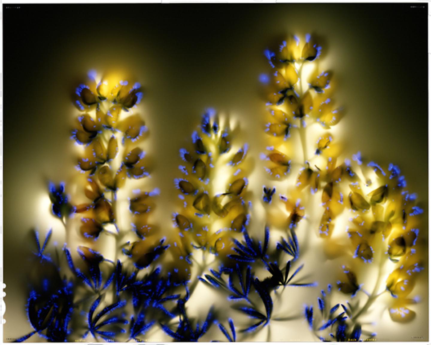 Robert Buelteman Color Photograph - Lupinous arboreus, photogram, color photography, plant life, flora, fauna