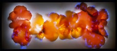 "Nasturtium Blossoms" by Robert Bueltemam, Cameraless photographic print, 2004
