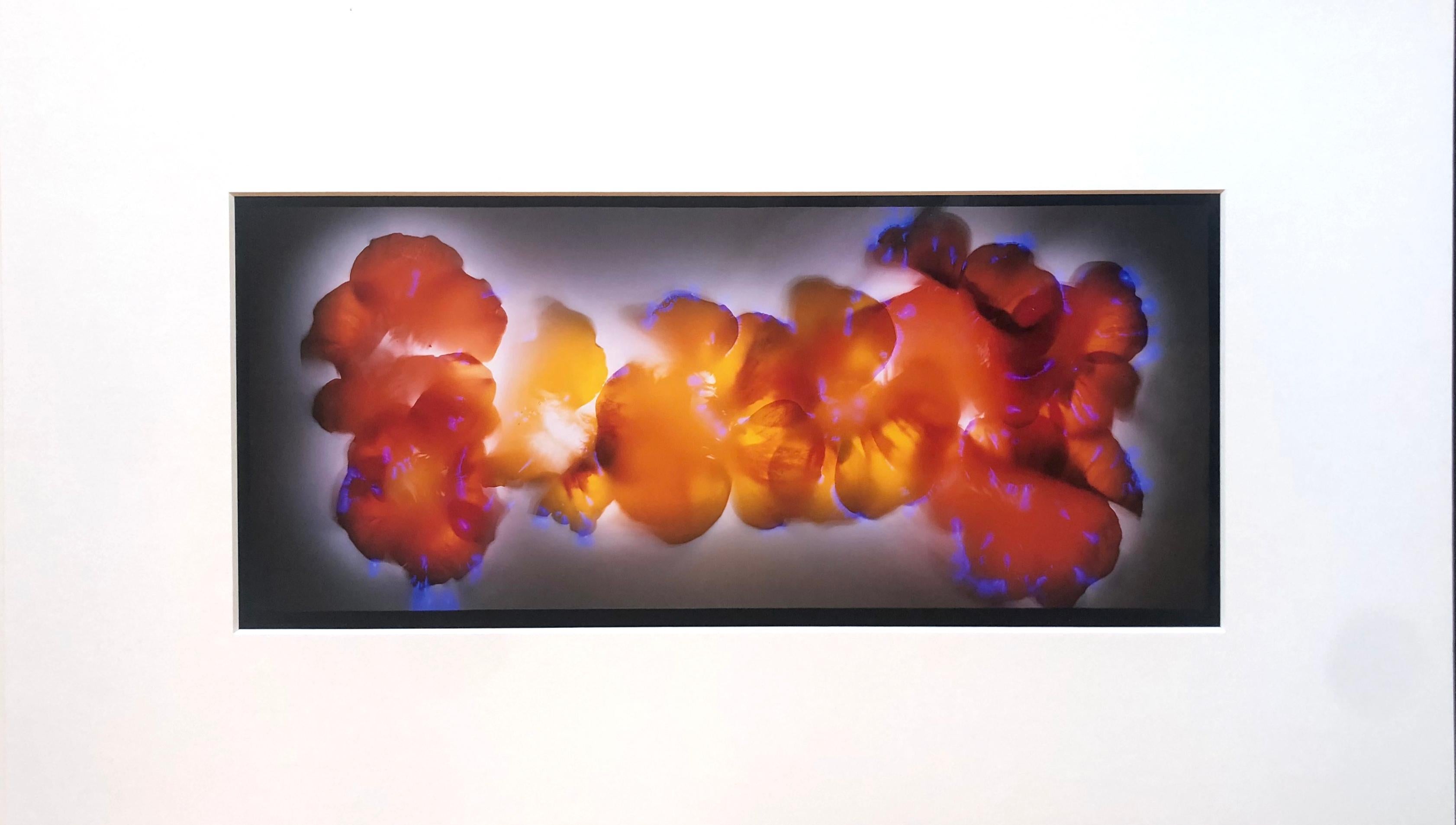 Robert Buelteman Still-Life Photograph - "Nasturtium Blossoms" by Robert Bueltemam, Cameraless photographic print, 2004