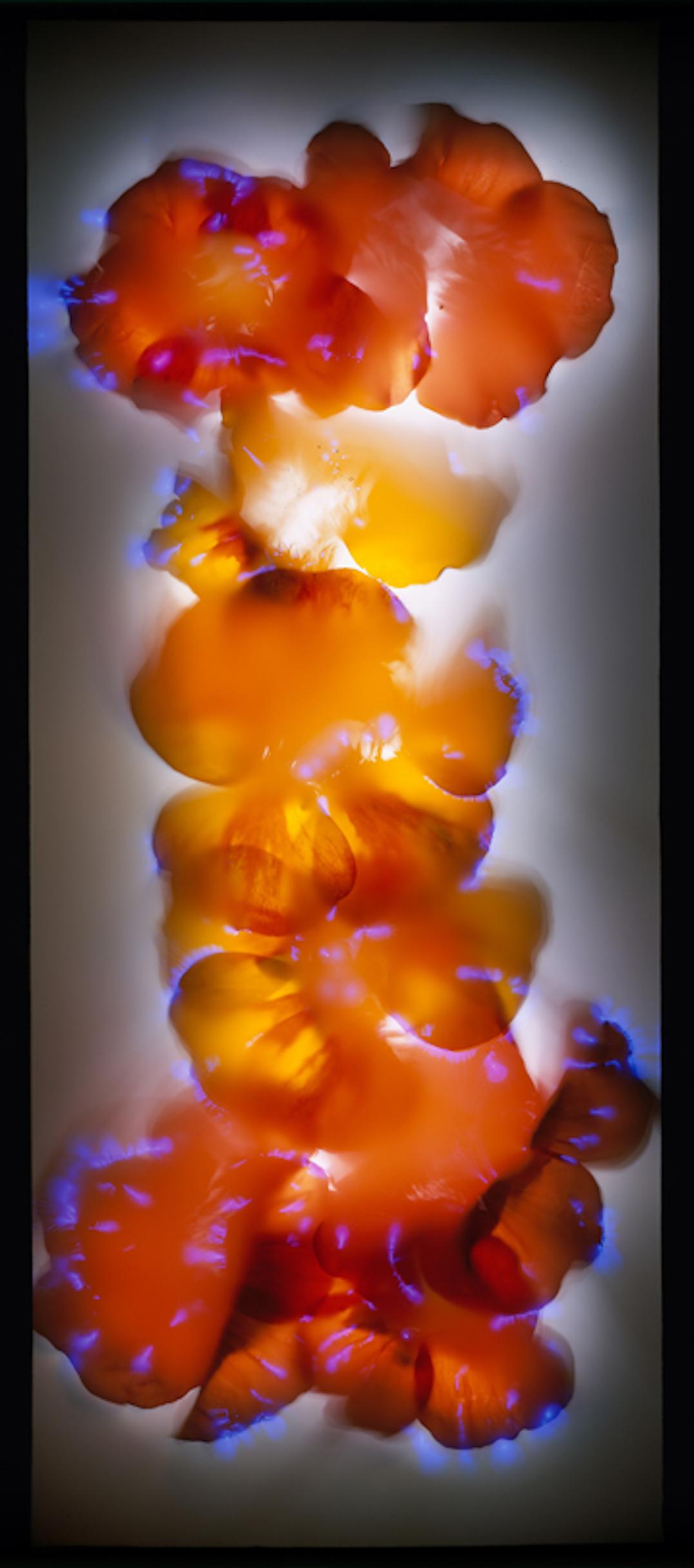 Robert Buelteman Color Photograph - Nasturtium Blossoms, photogram, color photography, floral, orange, bright