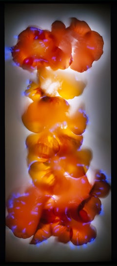 Nasturtium Blossoms, photogram, color photography, floral, orange, bright