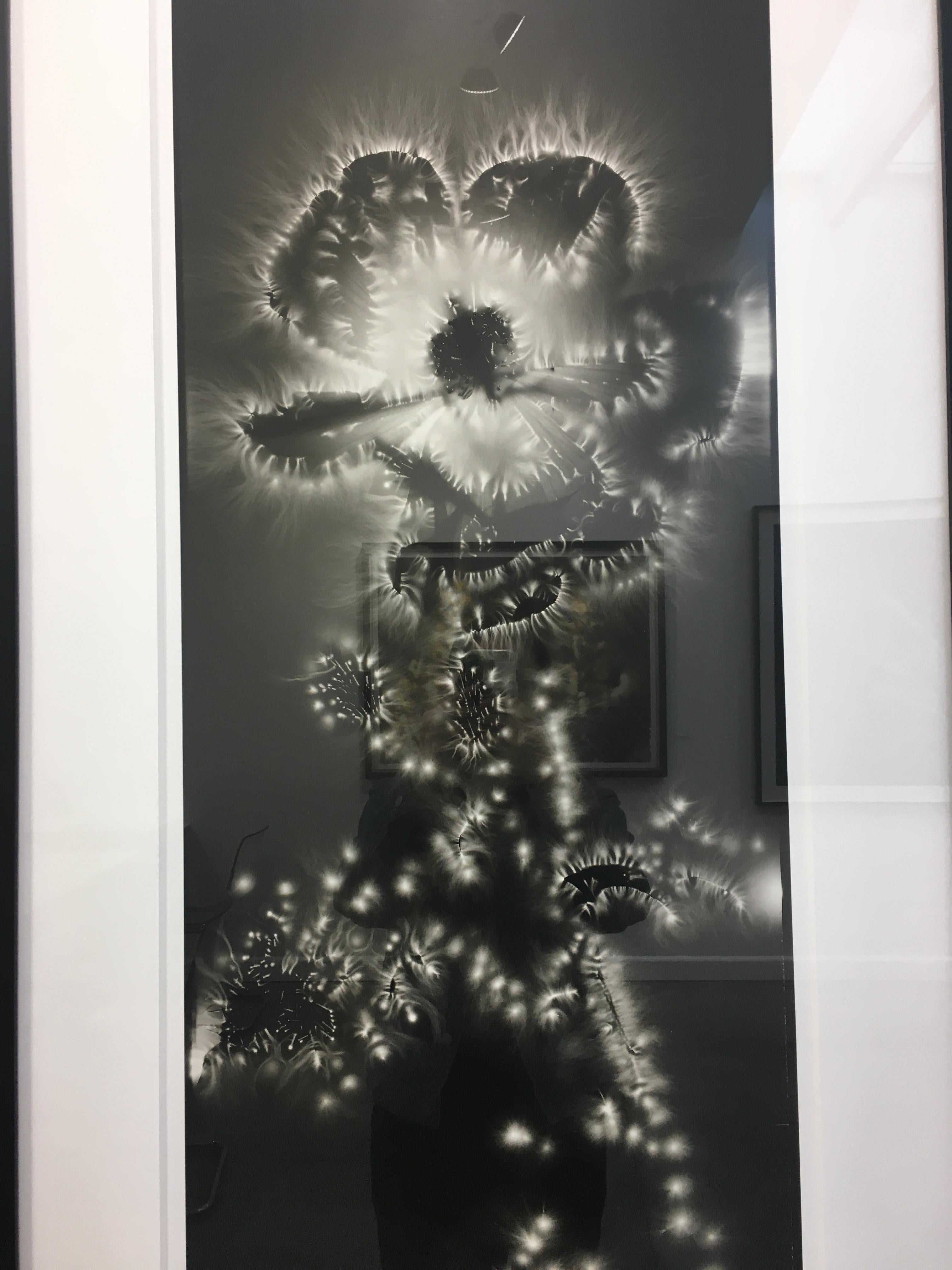 Scatter-spined Prickly Poppy, photogram, flora, black and white, gelatin print - Black Black and White Photograph by Robert Buelteman