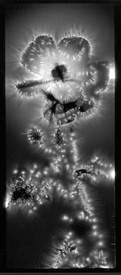 Scatter-spined Prickly Poppy, photogram, flora, black and white, gelatin print