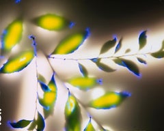 "Spring Willow" by Robert Buelteman, Cameraless photographic print, 2010