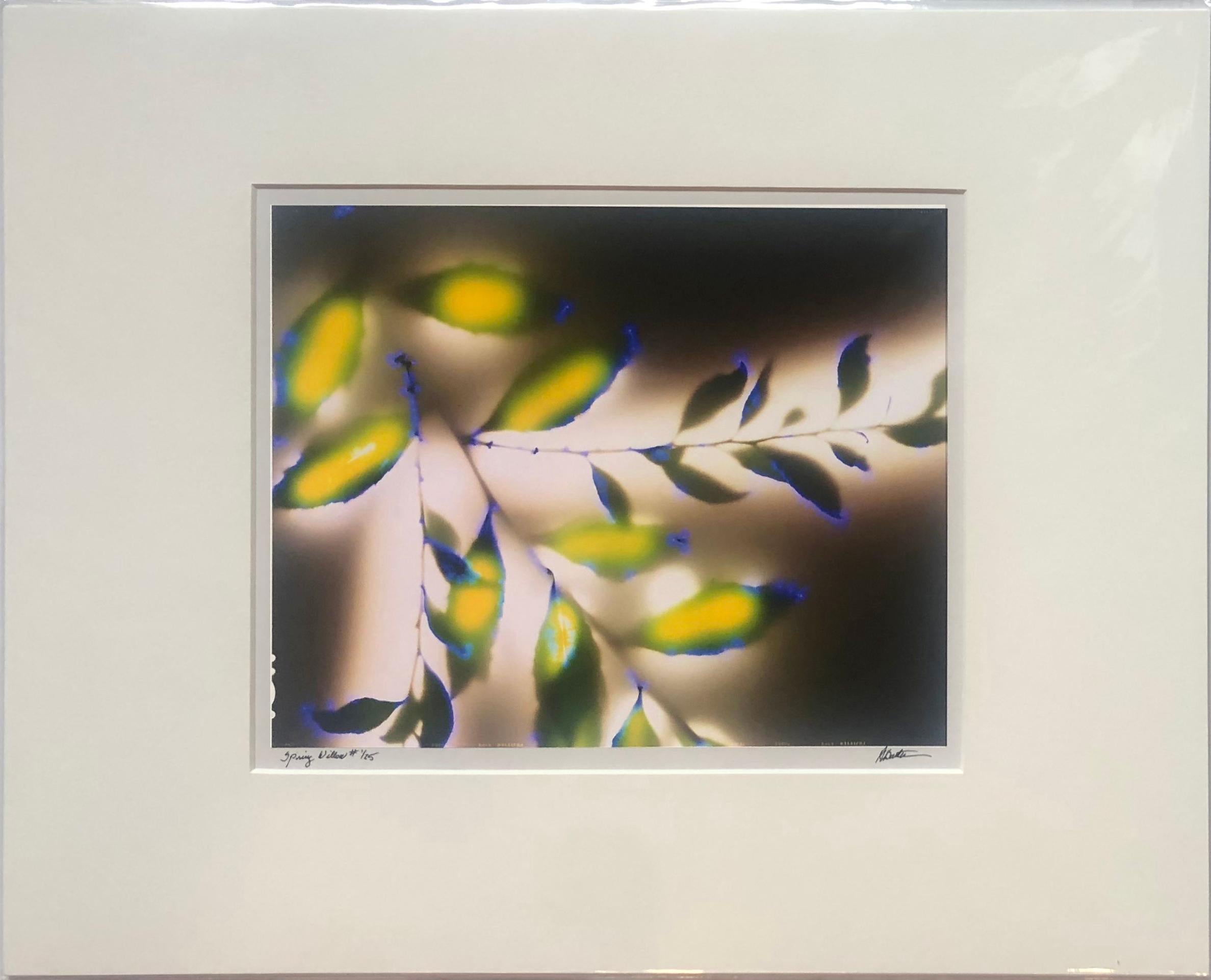 A cameraless photographic print in vibrant green, yellow, and blue by Robert Buelteman. Buelteman, originally a traditional landscape photographer, sought to expand the photographic tradition and capture the hidden energy and aura of our natural