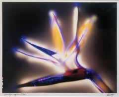 "Strelitzia reginae" by Robert Buelteman, Cameraless photographic print, 2001