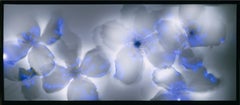 "White Clematis" by Robert Buelteman, Cameraless photographic print, 2004