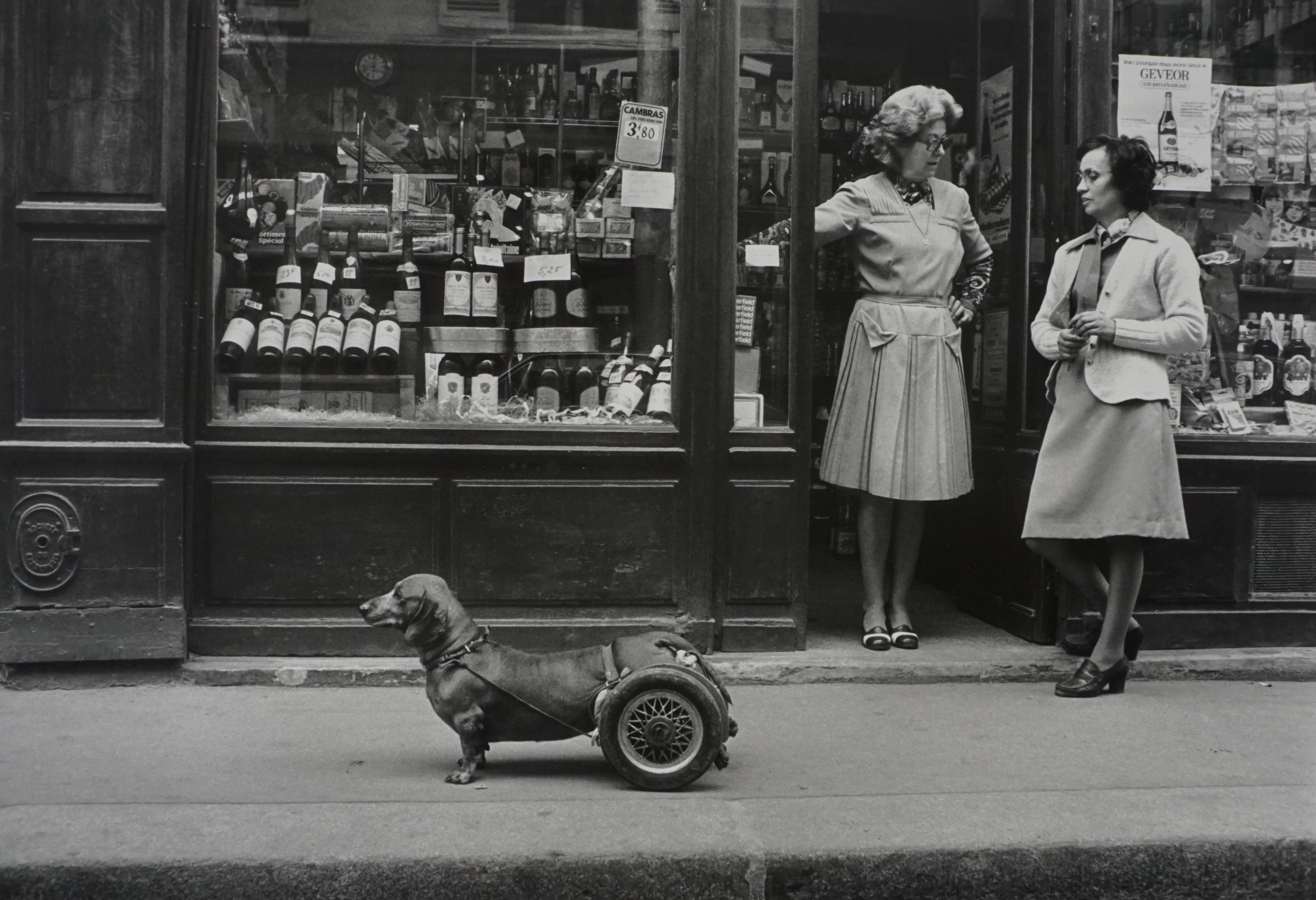 Le Chien à Roulettes