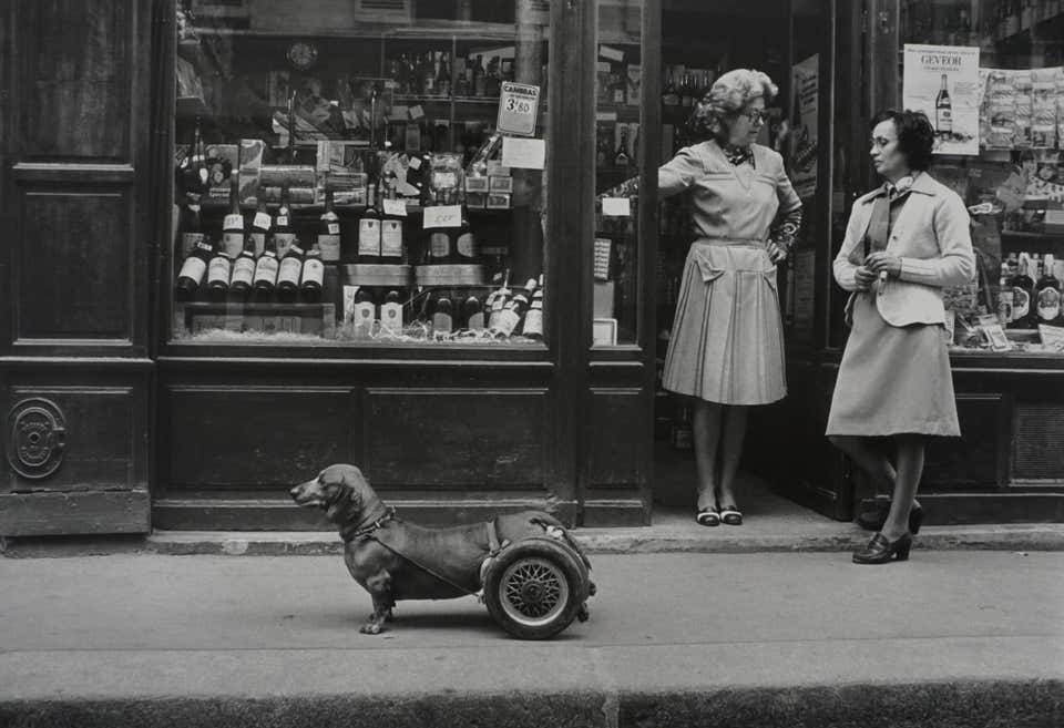 Le Chien à Roulettes