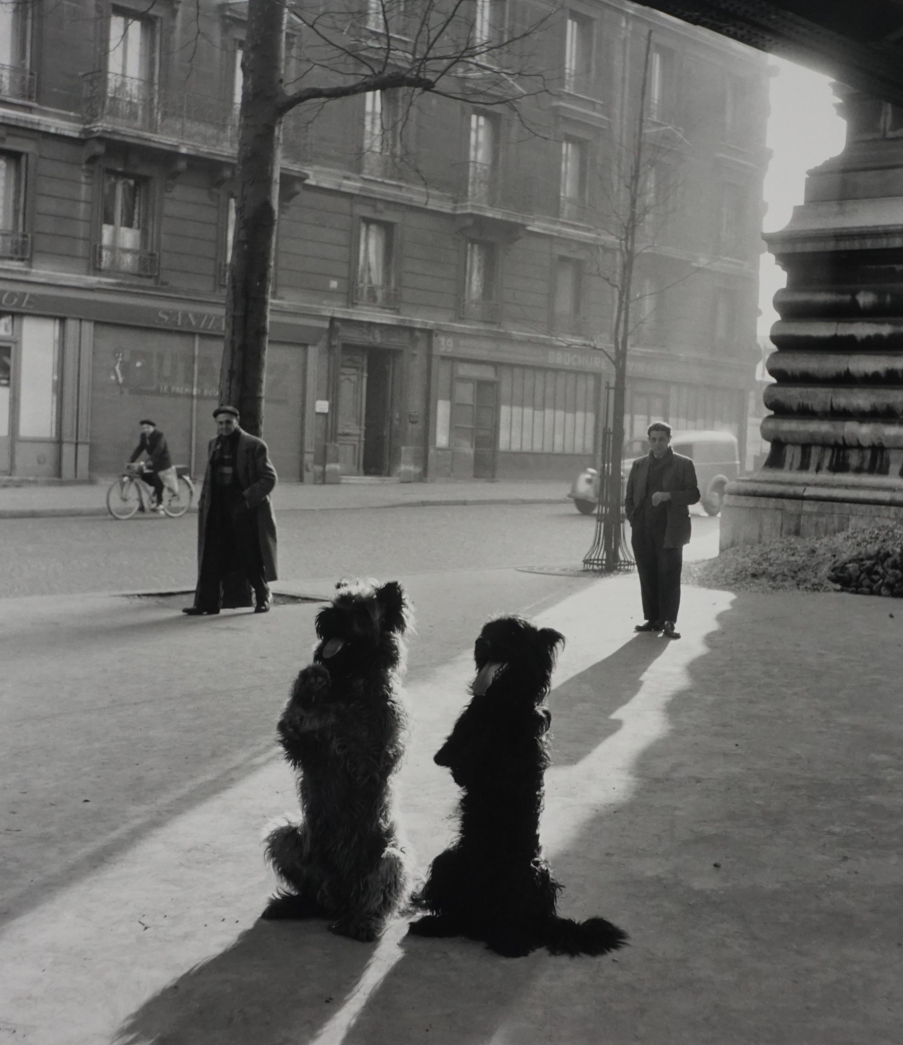 Robert Doisneau Les Chiens De La Chapelle For Sale At 1stDibs