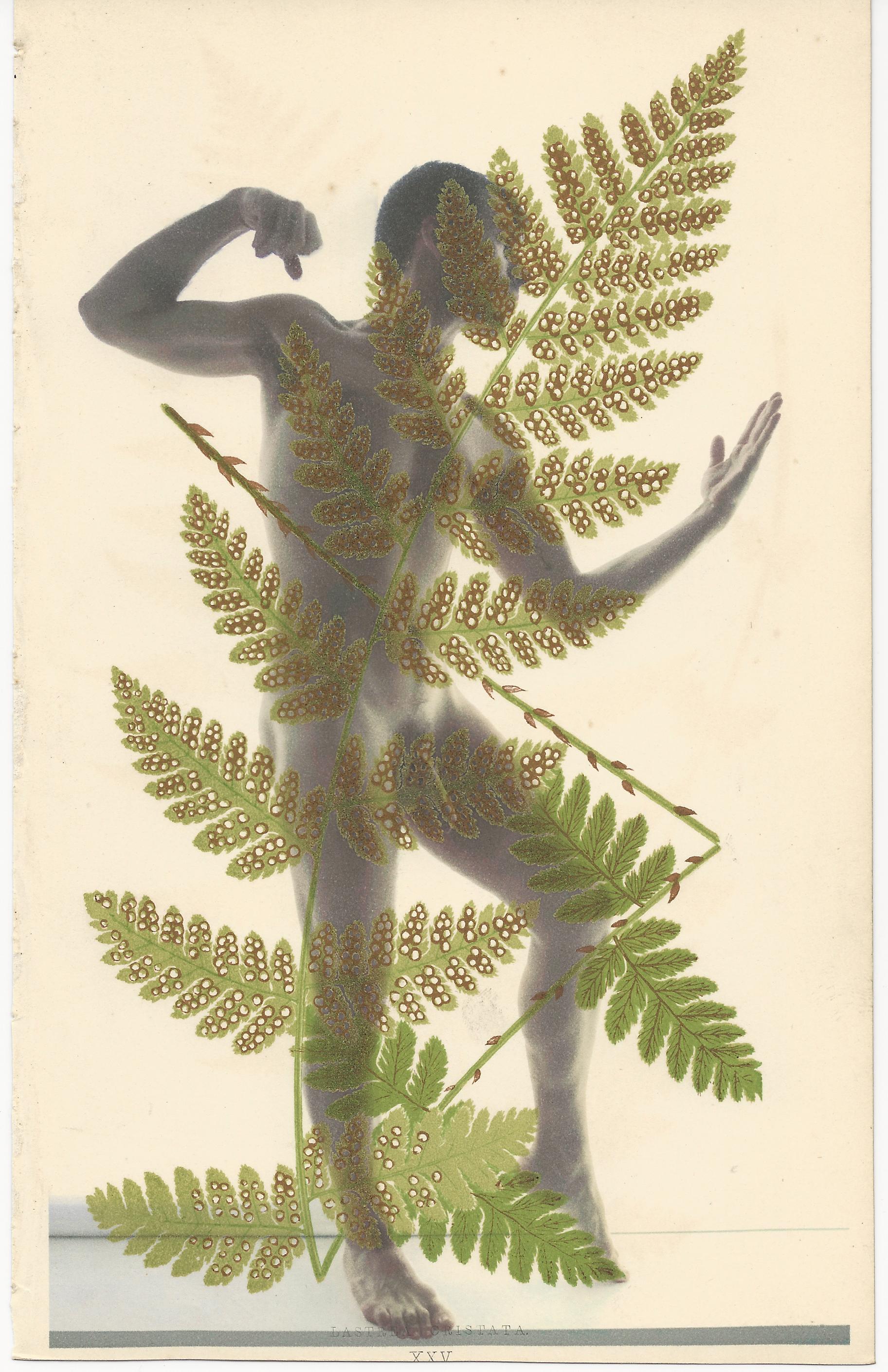 Nude Print di Robert Flynt - Senza titolo dalla serie Felci e Erbe