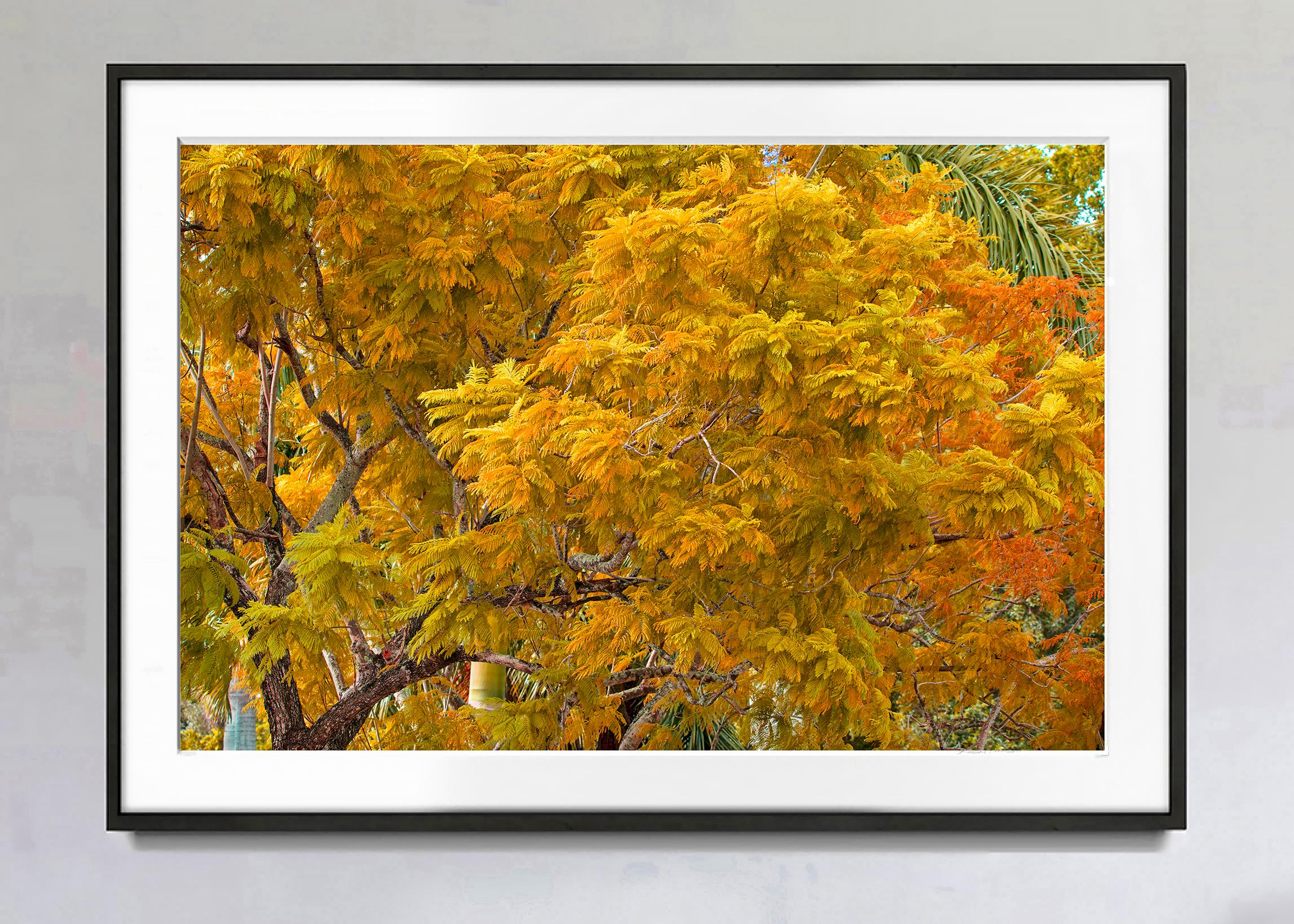 Herbstfarbe. Herbstlaub, Bäume in  Schattierungen von Muted  Gelb und  Orange – Photograph von Robert Funk