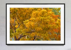 Autumn Color. Fall Foliage, Trees in  Shades of Muted  Yellow and  Orange