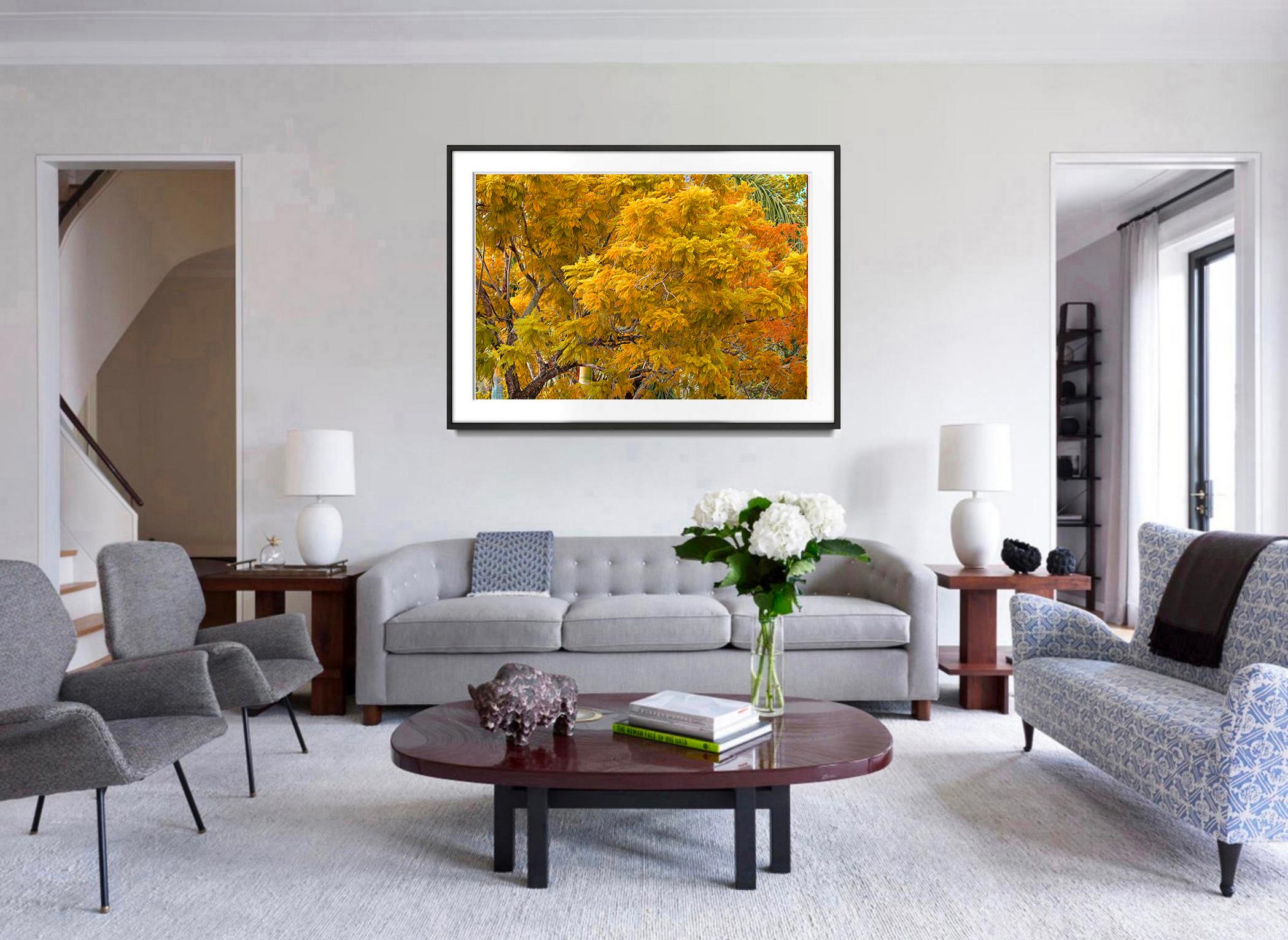 Herbstfarbe. Herbstlaub, Bäume in  Schattierungen von Muted  Gelb und  Orange (Post-Impressionismus), Photograph, von Robert Funk
