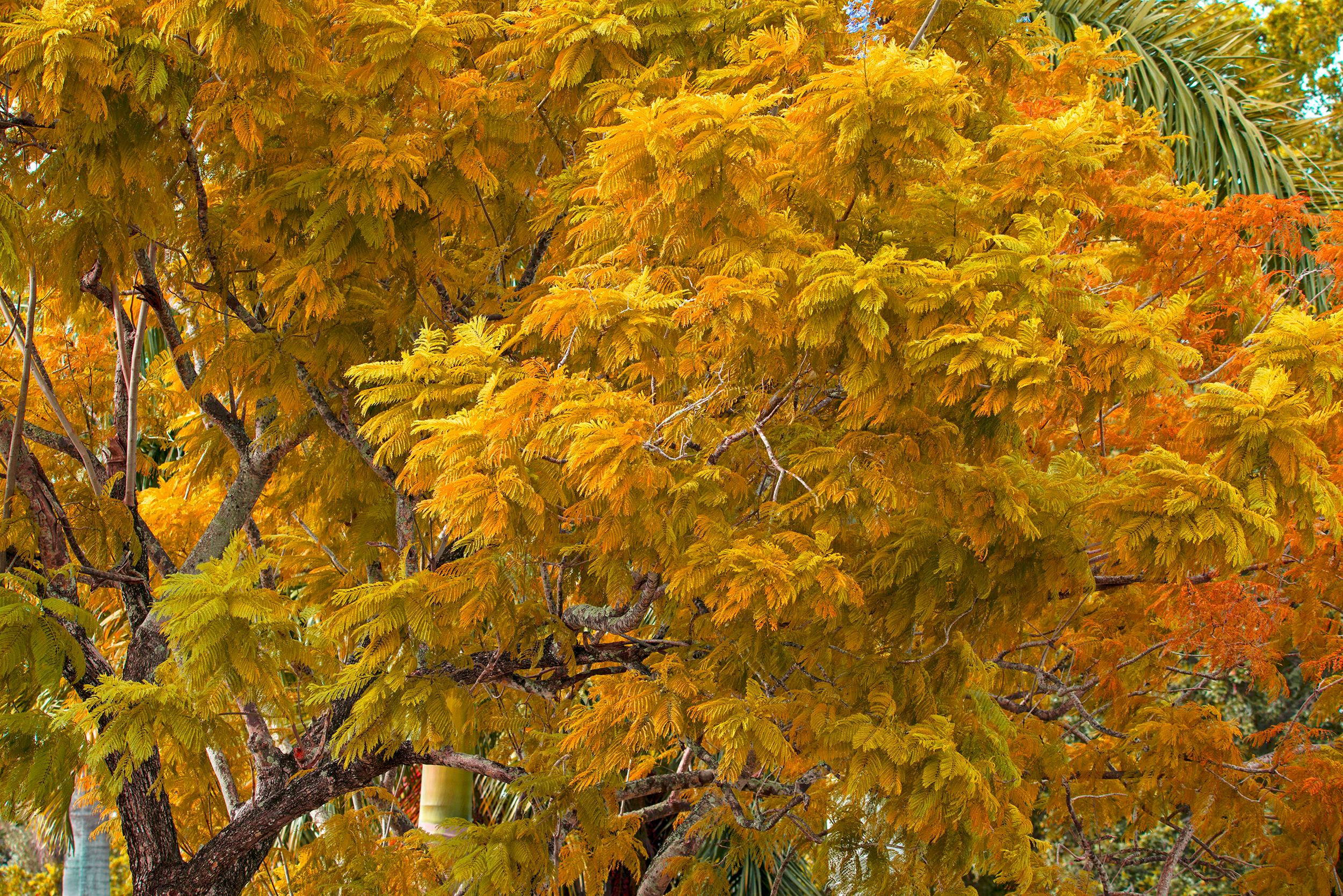 Robert Funk Landscape Photograph – Herbstfarbe. Herbstlaub, Bäume in  Schattierungen von Muted  Gelb und  Orange