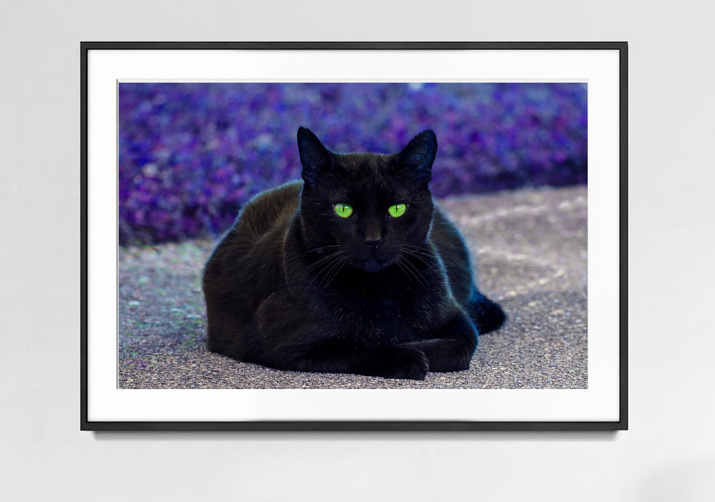 Schwarze Katze. Grüne Augen – Photograph von Robert Funk