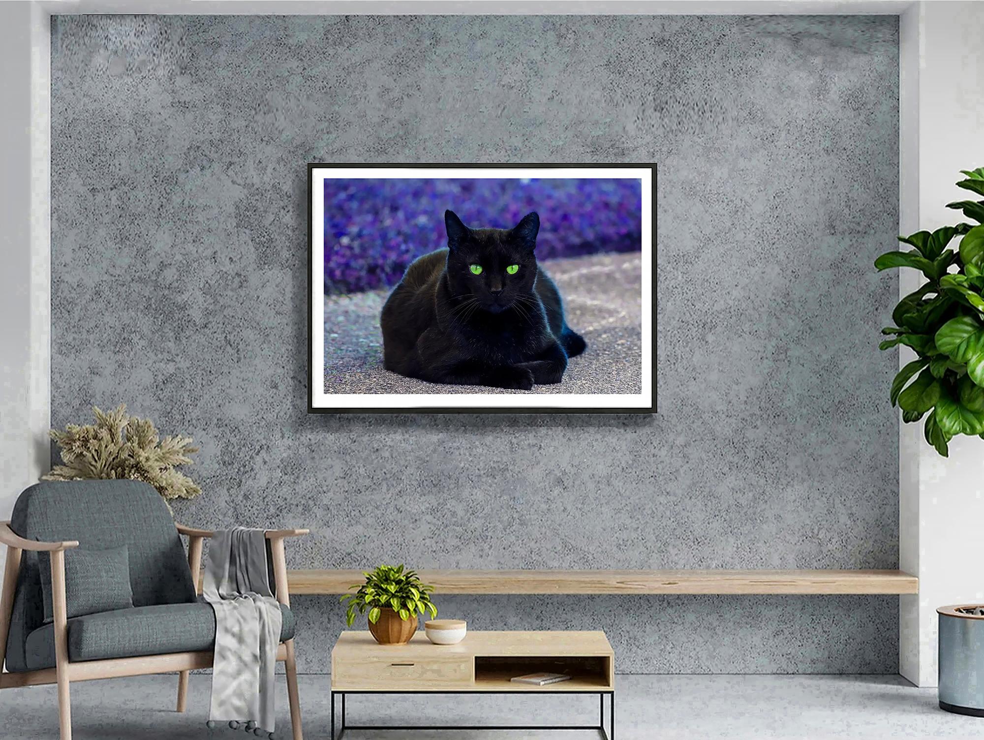 katze schwarz grüne augen