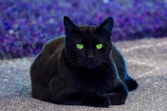 Black Cat. Green Eyes